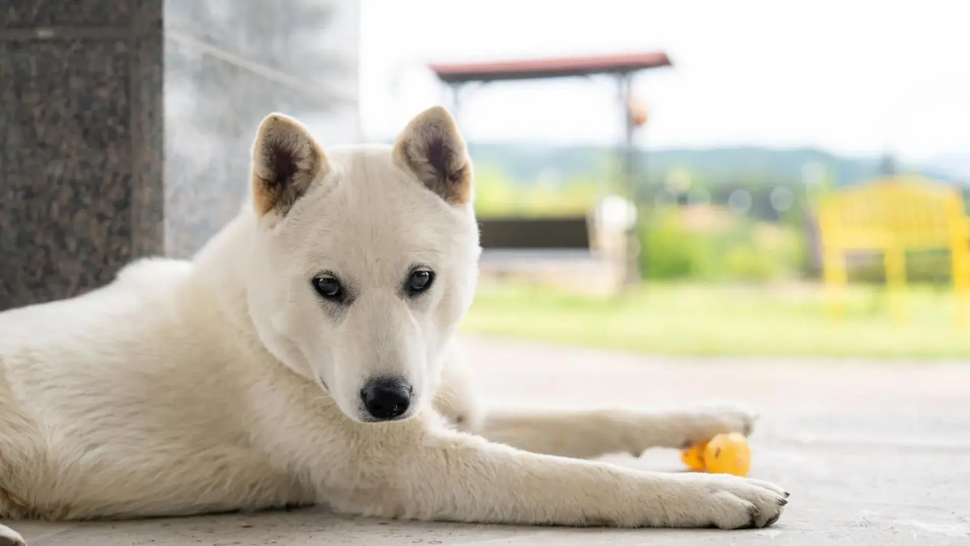 Property building in Gapyeong Nomadrium poolvilla Pension Property building in Gapyeong Nomadrium poolvilla Pension