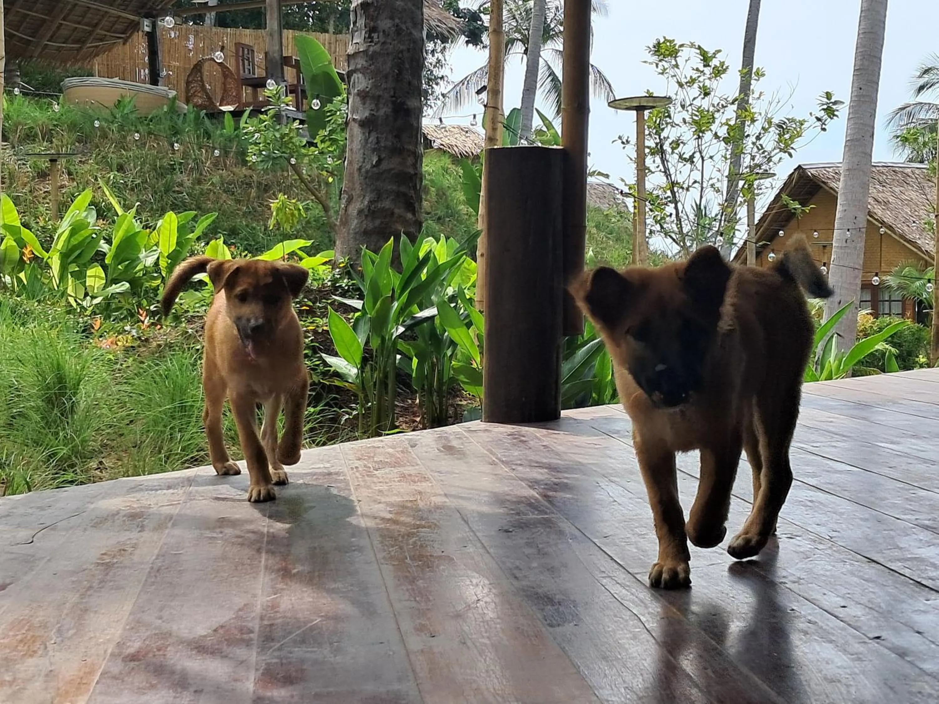Animals in RoomQuest THEVA Resort Koh Samui
