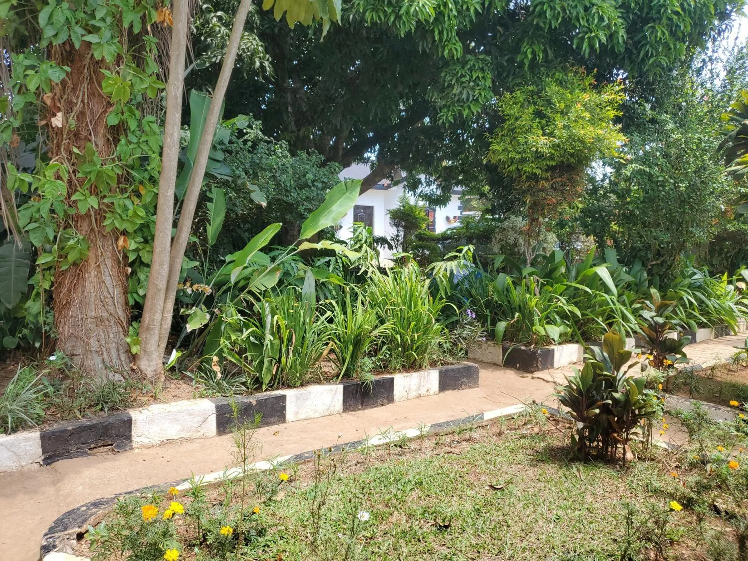 Day in Gorilla African Guest House