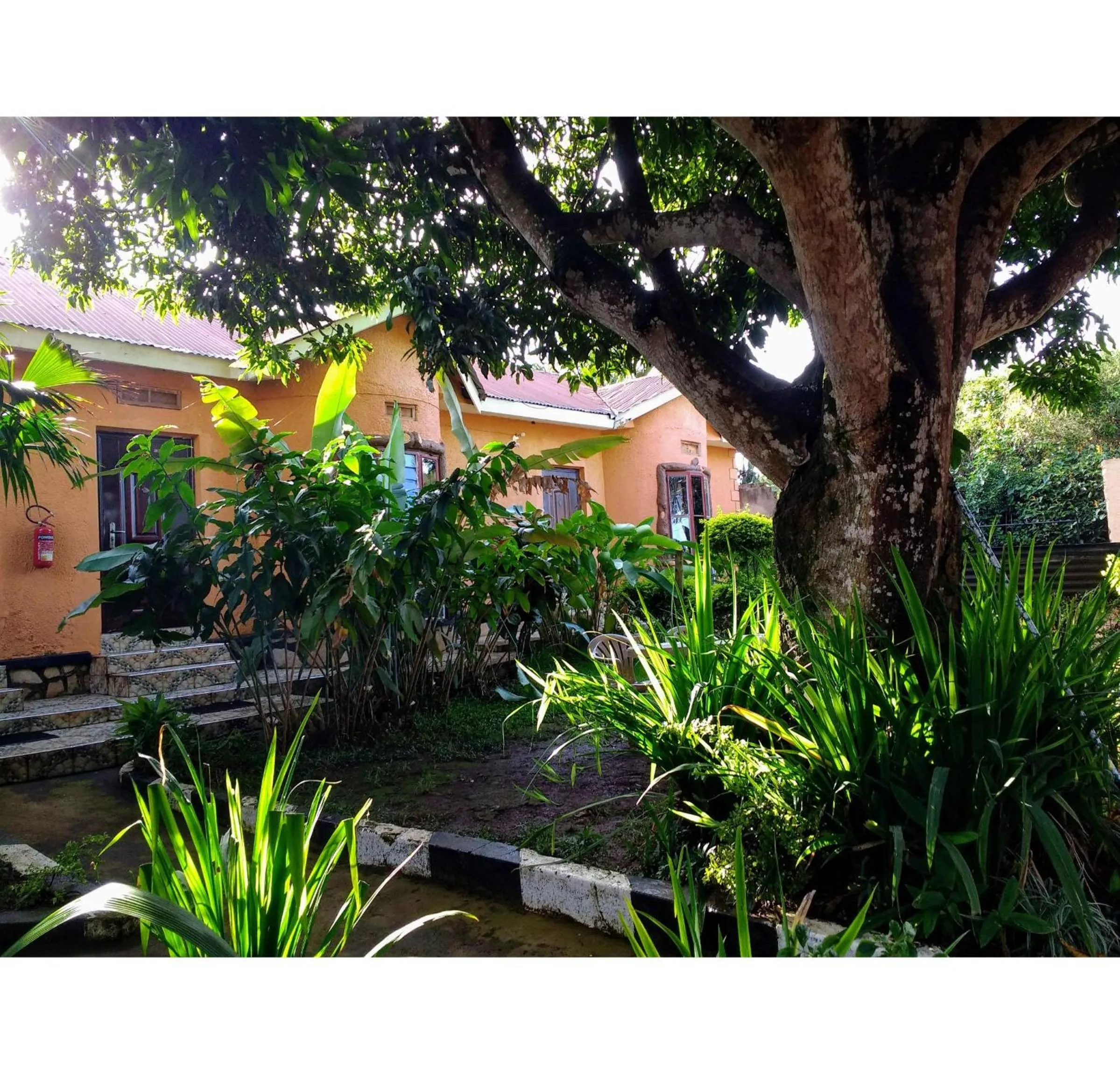 Garden in Gorilla African Guest House