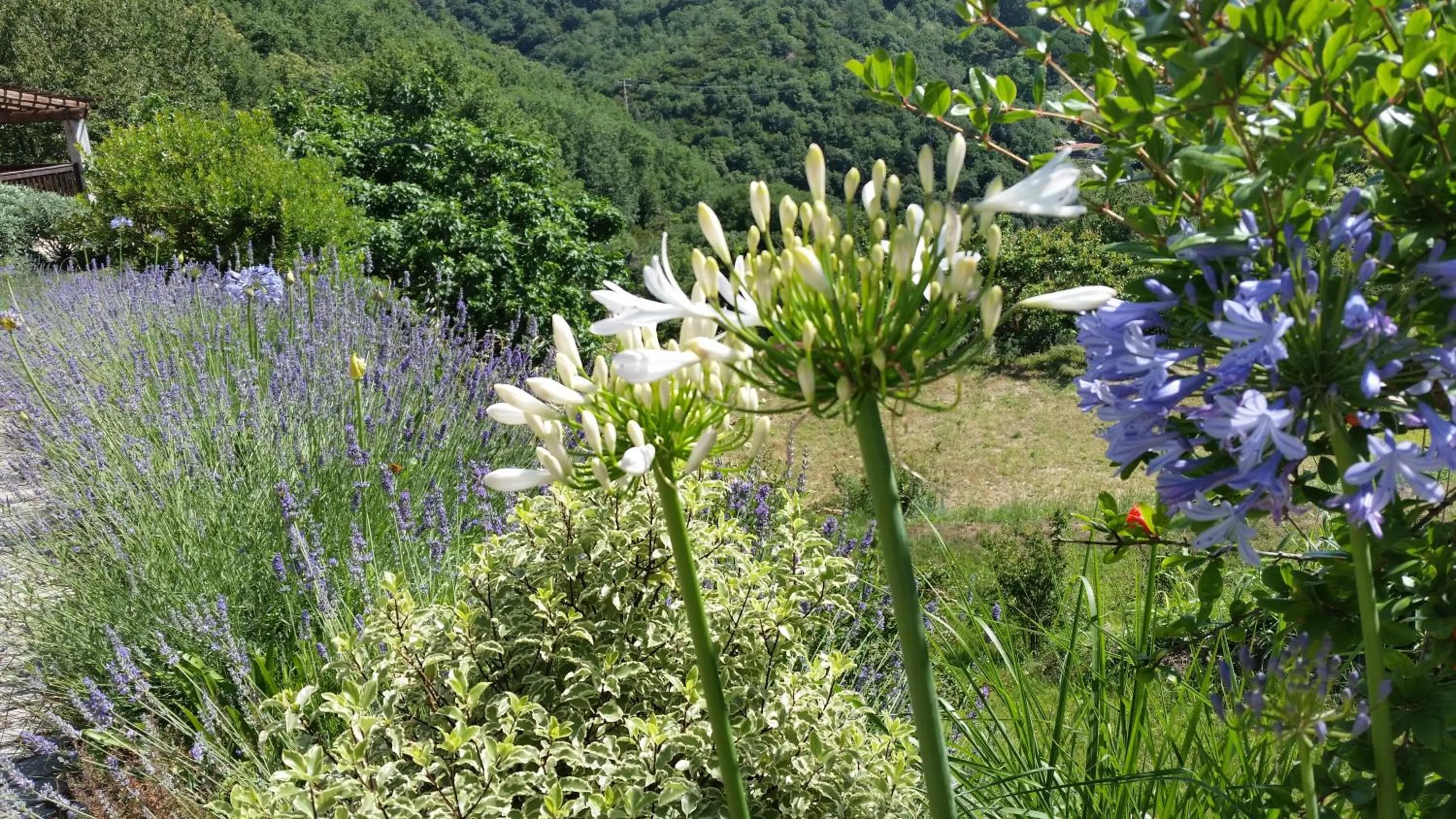 Garden view in Agriturismo Gocce di Luna