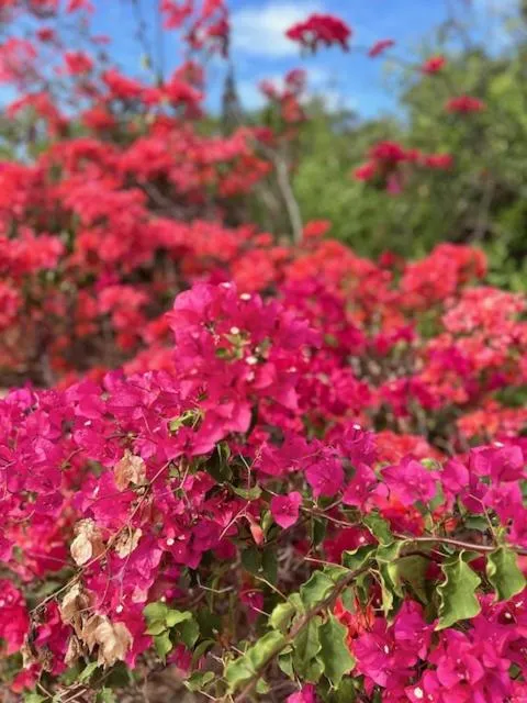 Garden in TATU INN Boutique Hotel WATAMU