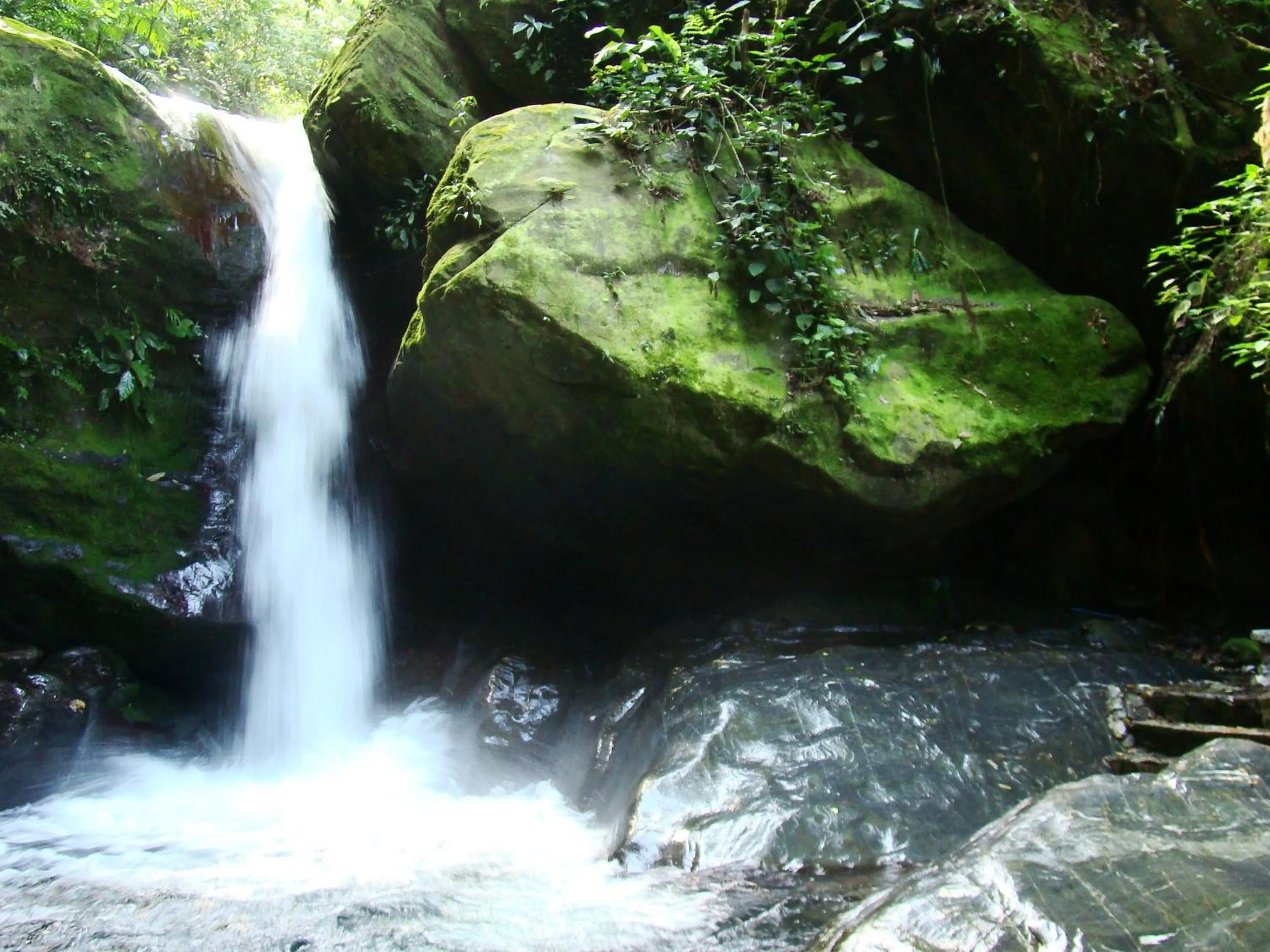 Natural landscape in Paraiso Rainforest and Beach Hotel