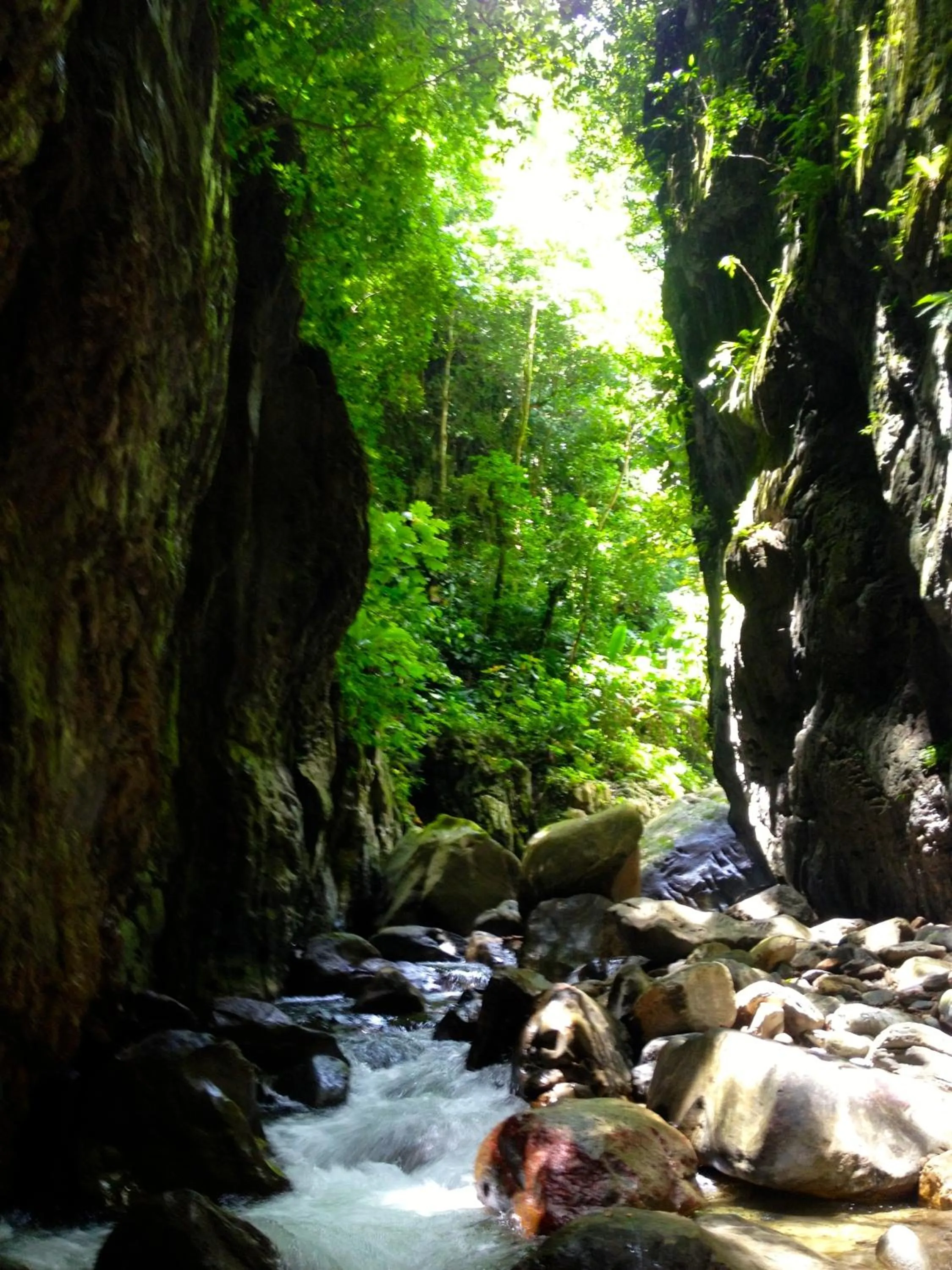 Natural landscape in Paraiso Rainforest and Beach Hotel