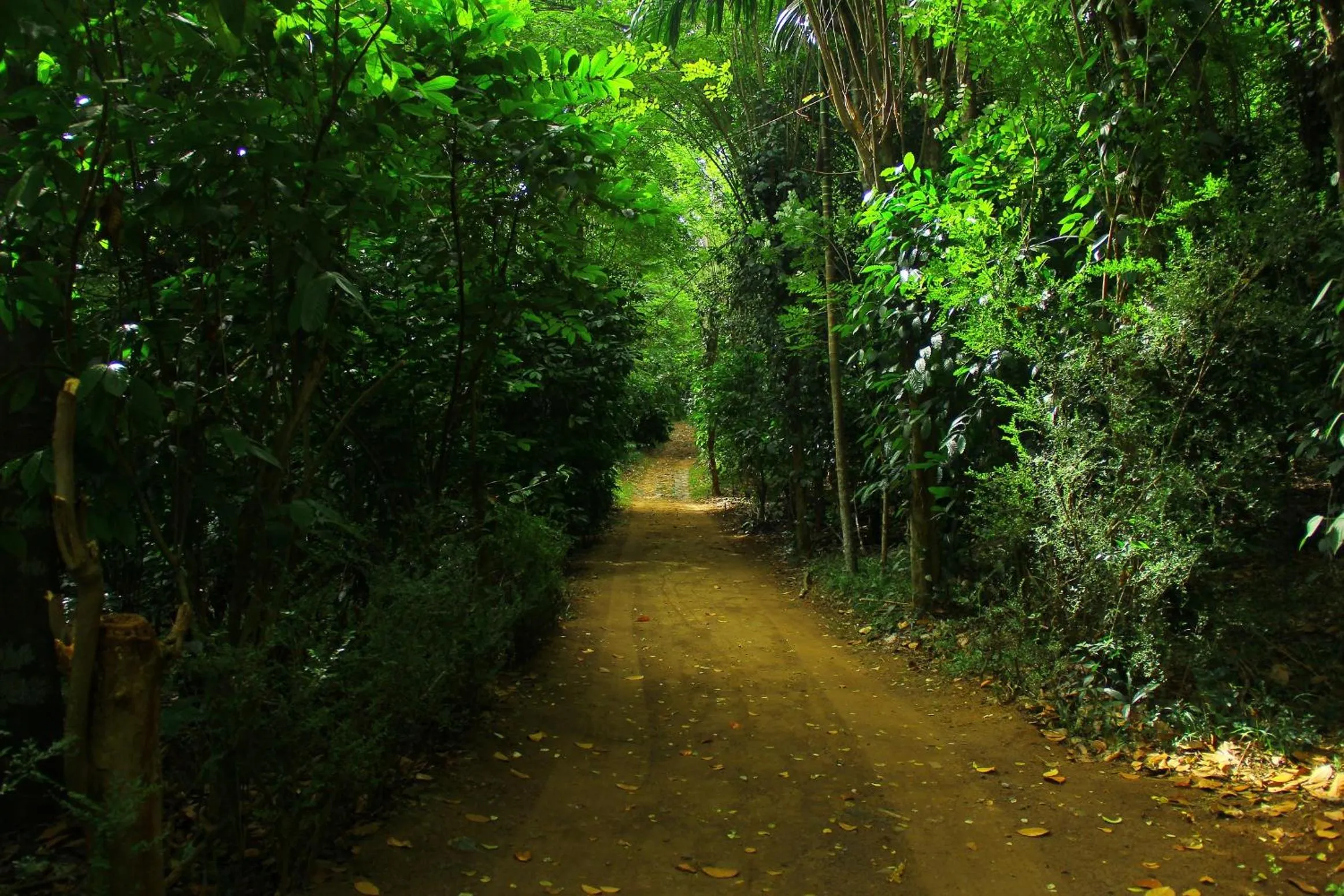 Natural landscape in Kandy Little White House