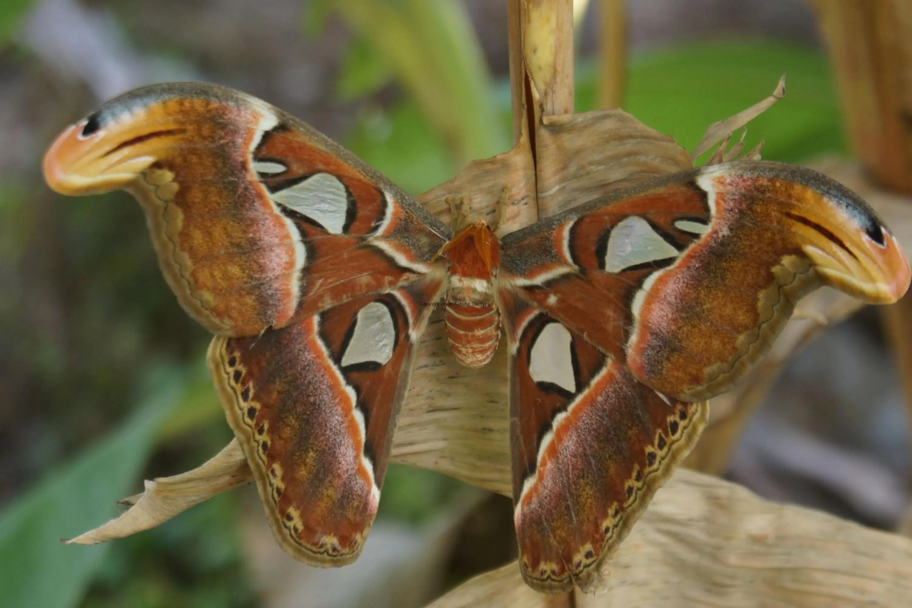 Animals in Ninila Fruit Farm Bungalow