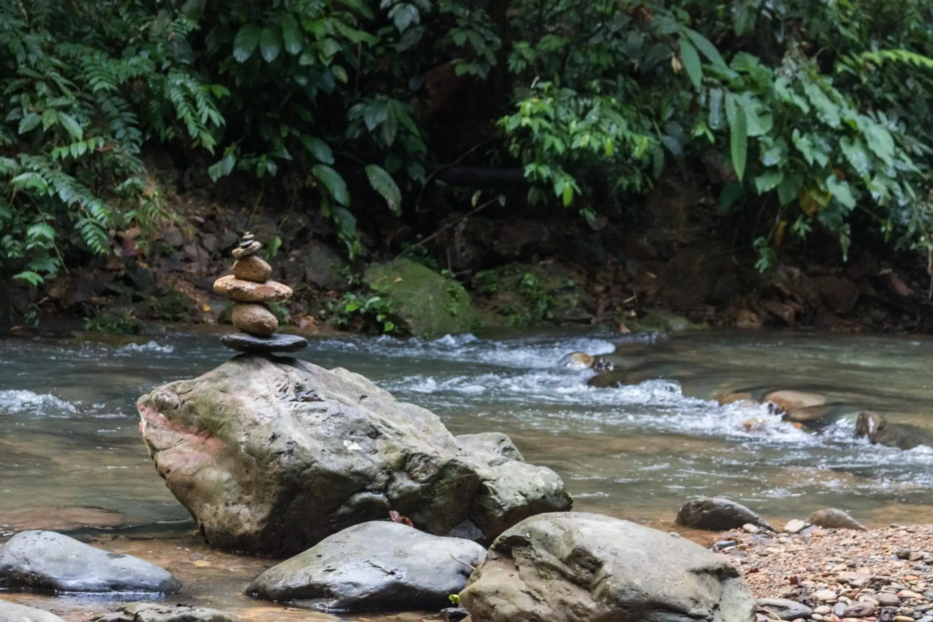 Rain Forest Guest House and Jungle Trekking Rain Forest Guest House and Jungle Trekking