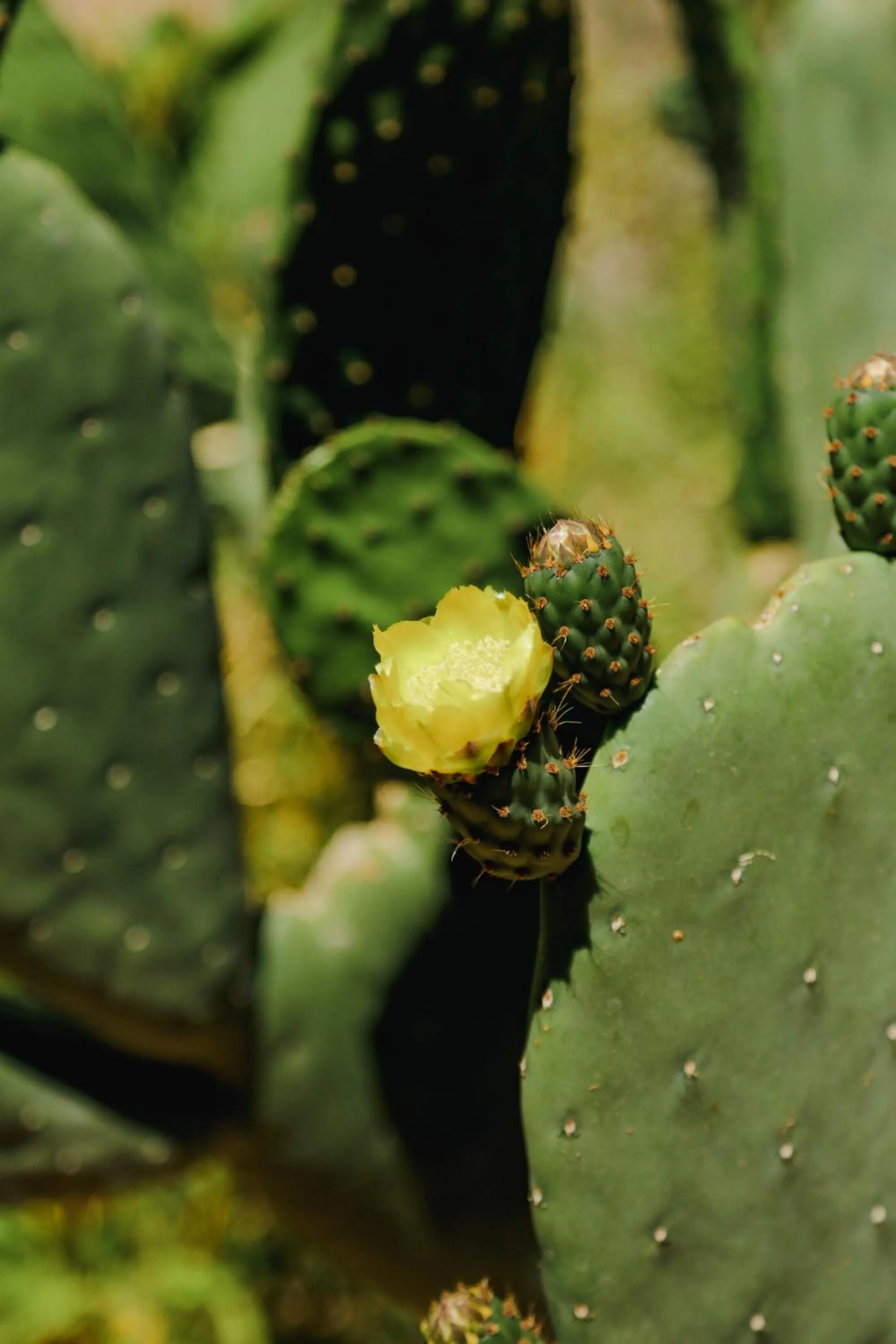 Day in Milodge Elqui Domos
