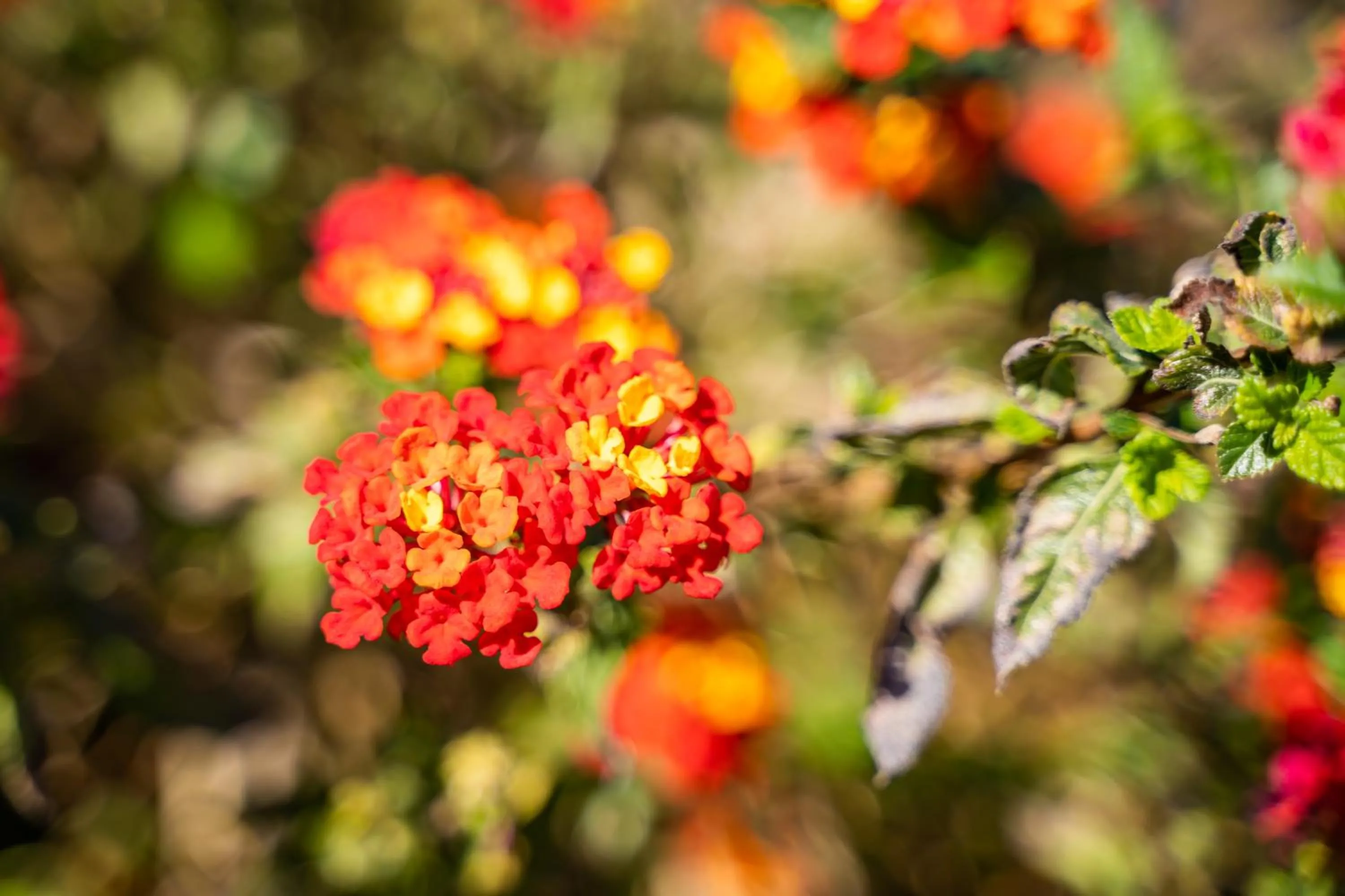 Natural landscape in Onyro Villas