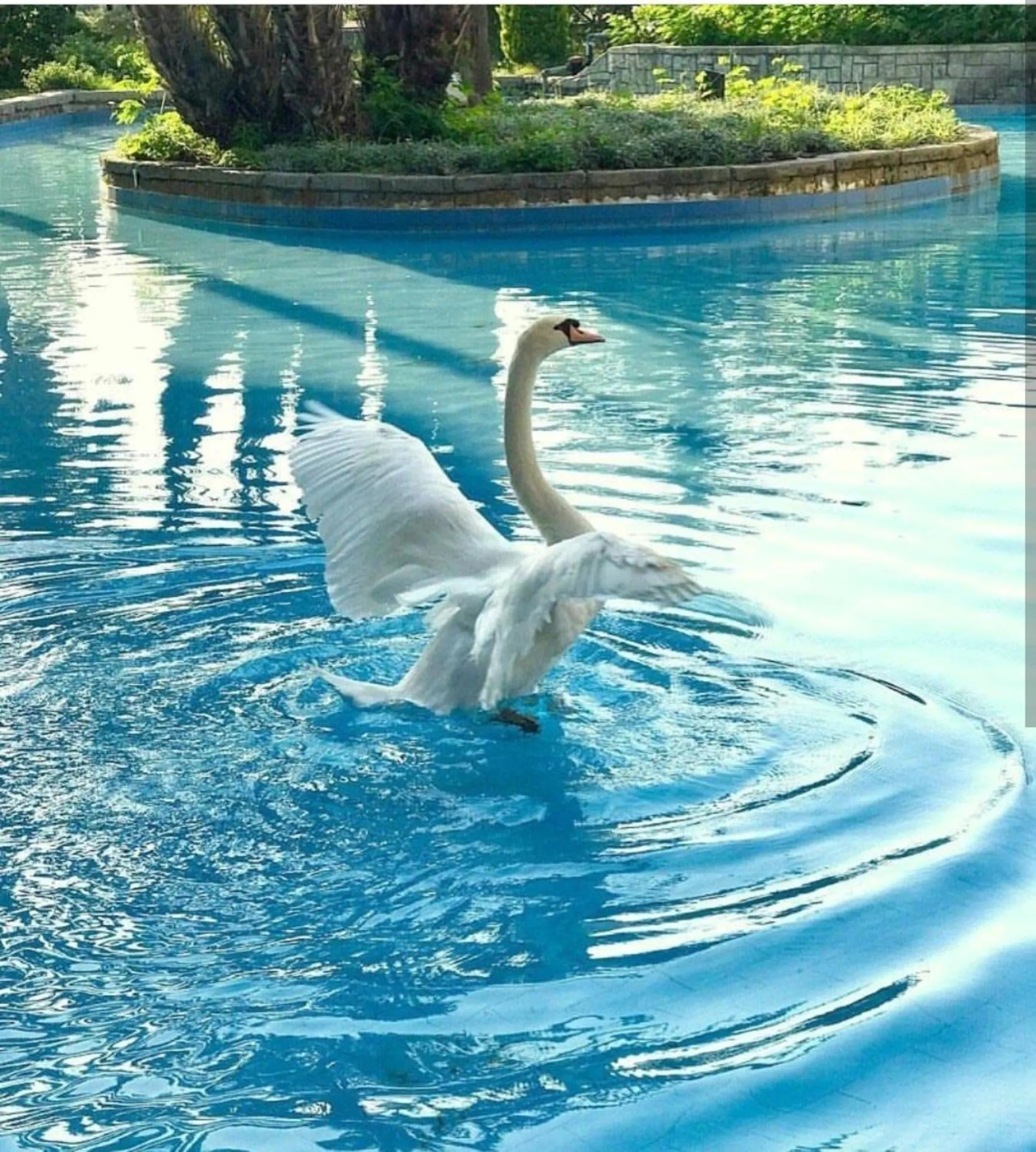 Animals in Dobedan World Palace Hotel ''Ex Brand Alva Donna World Palace ''