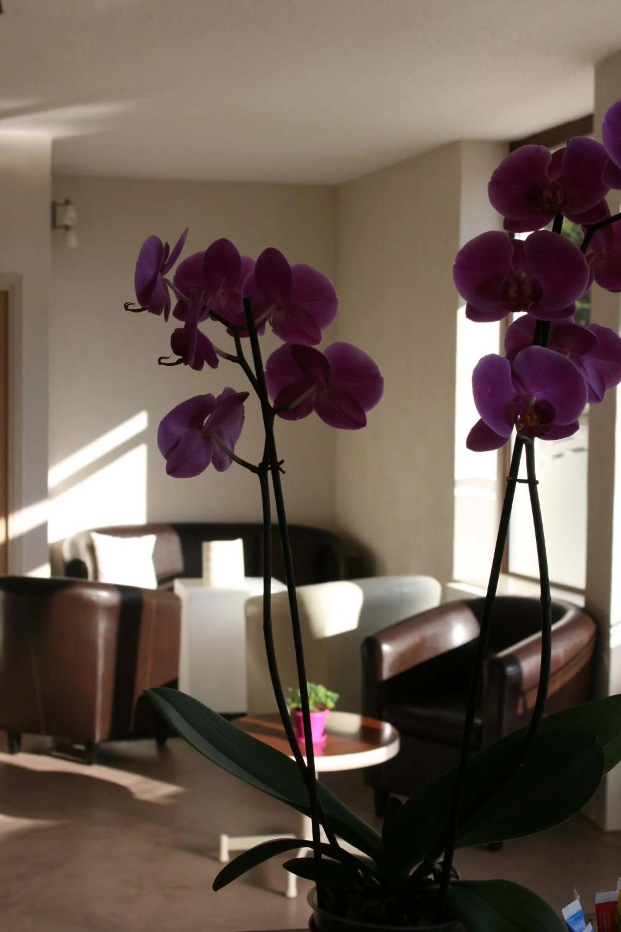 Lounge or bar in Hotel Bel Horizon