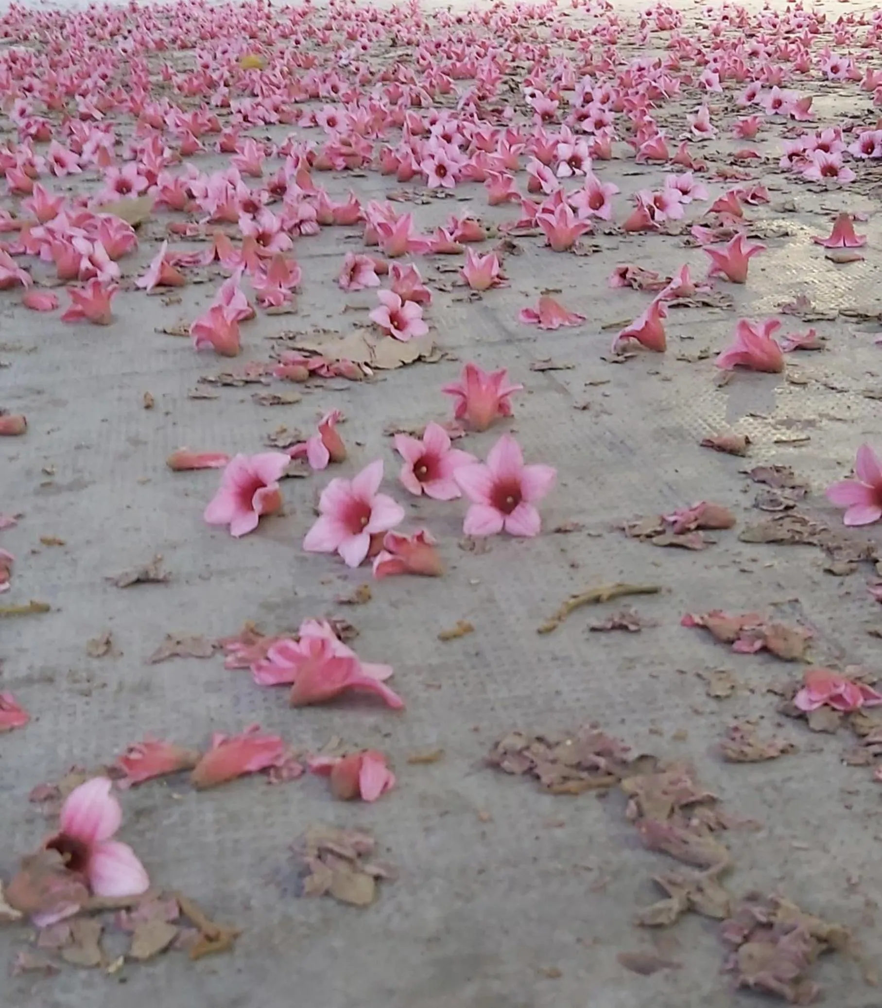 Natural landscape in B&B SoleLuna della Solidarietà