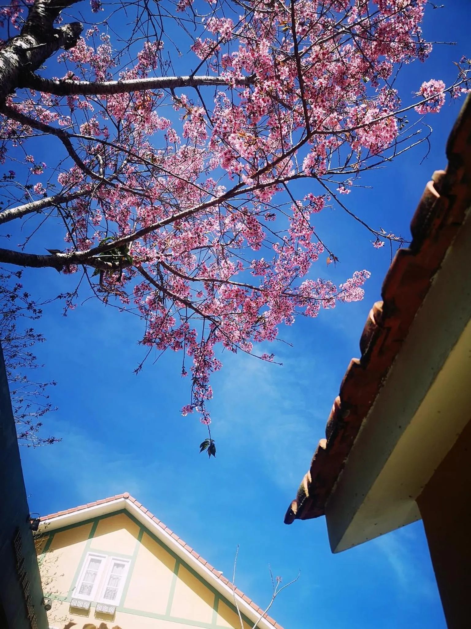 BICH DAO Boutique - Dalat