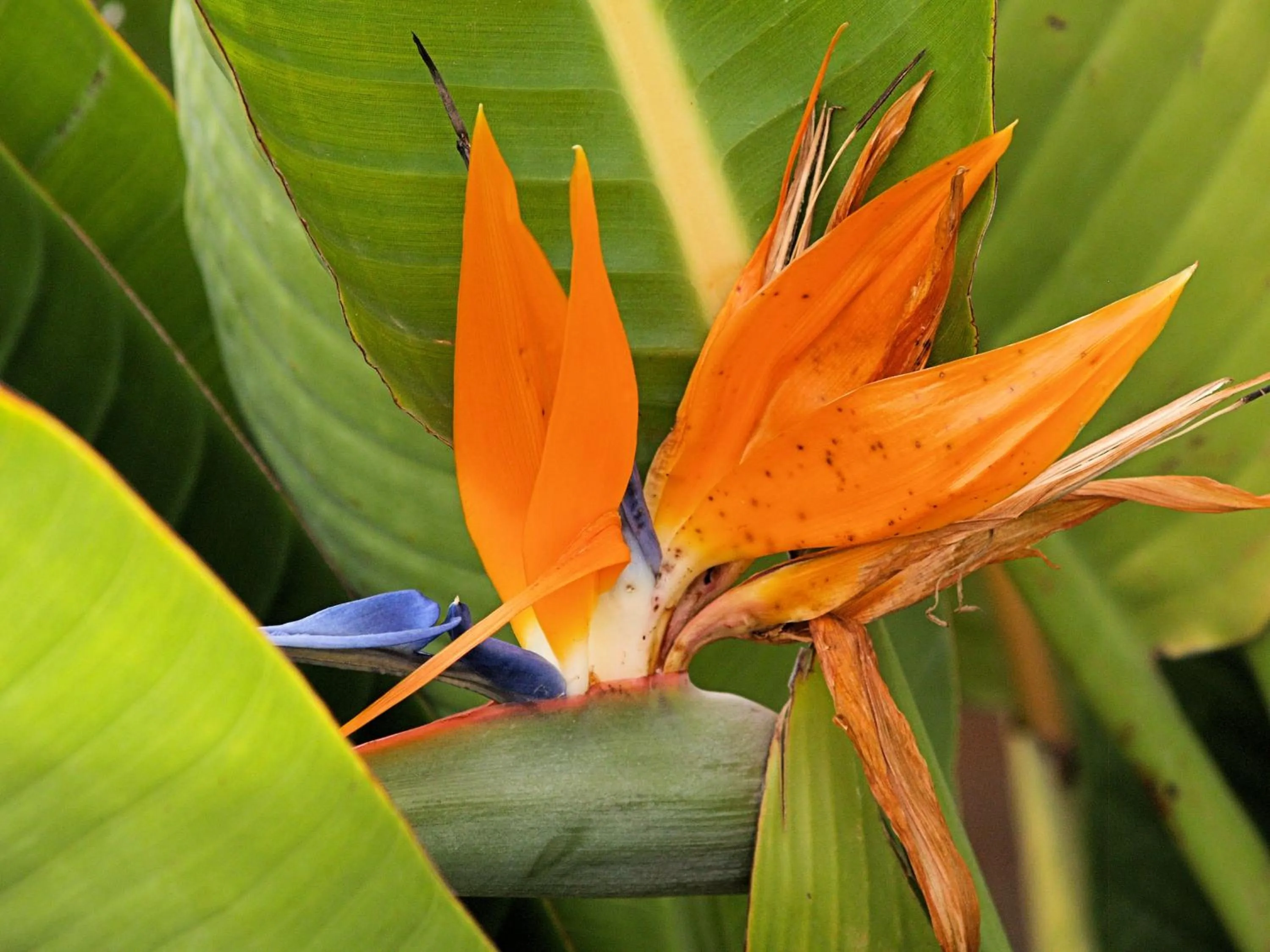 Spring in Capon Cottage