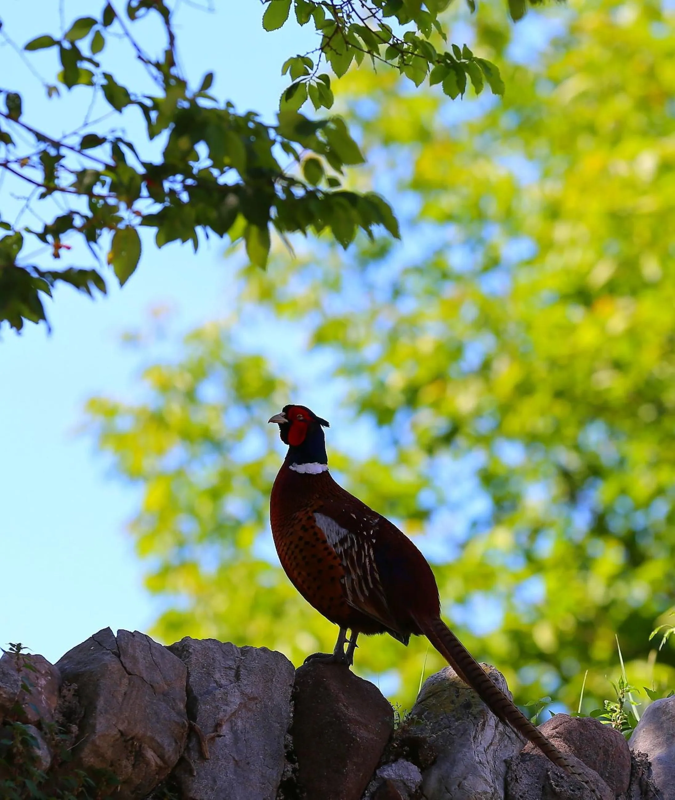 Other in Corte Valesana