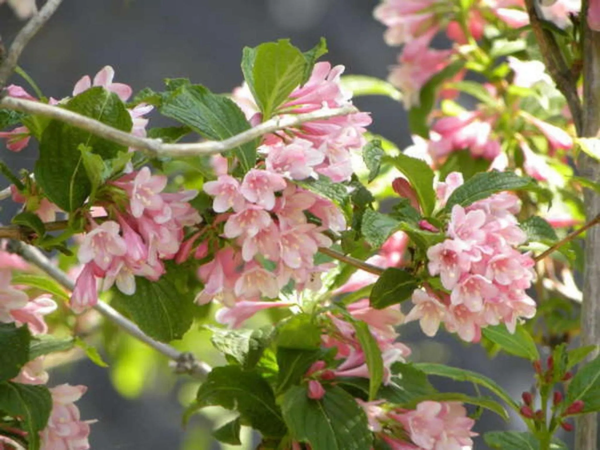 Off site in Harumiya Ryokan