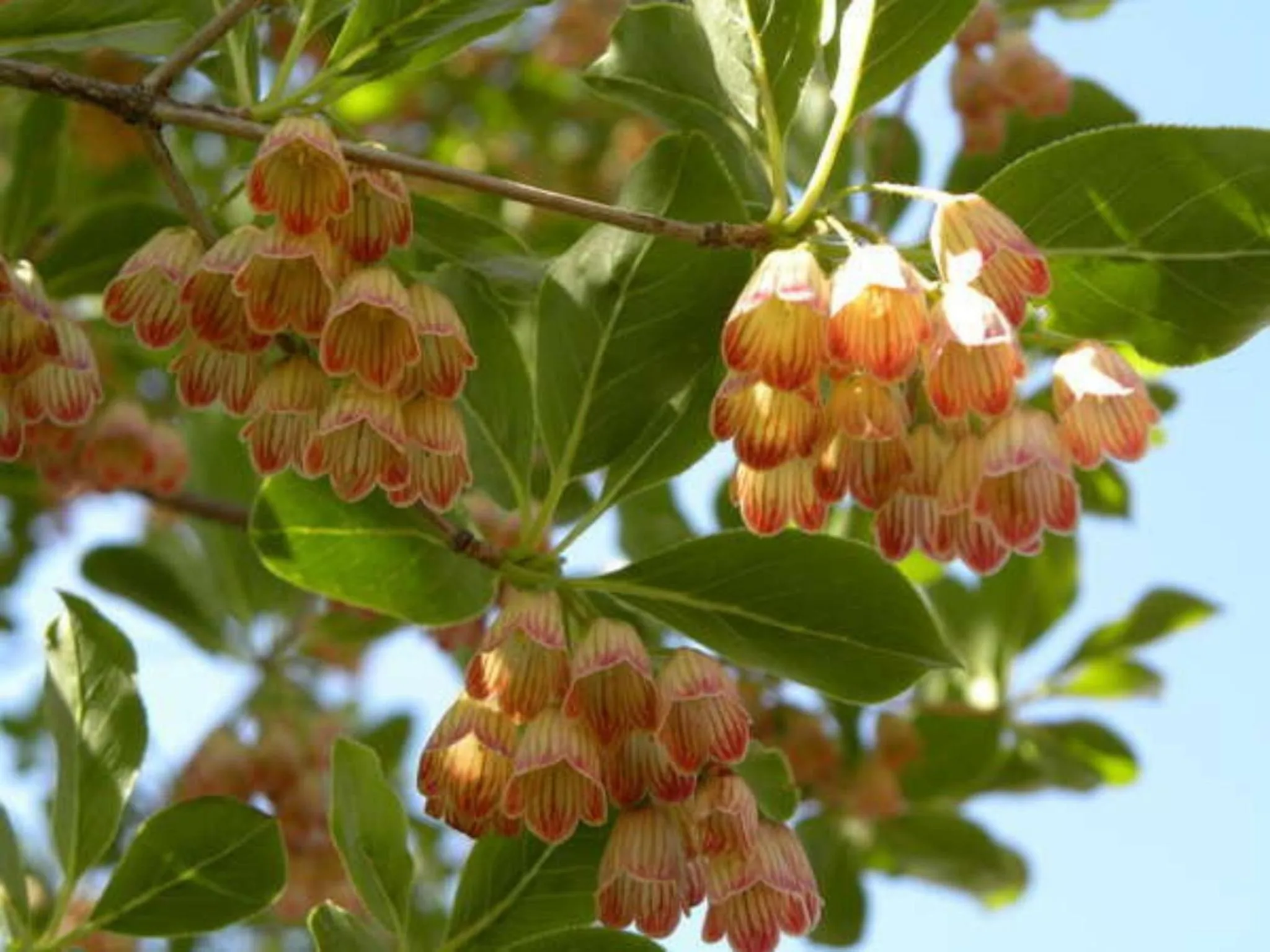 Off site in Harumiya Ryokan