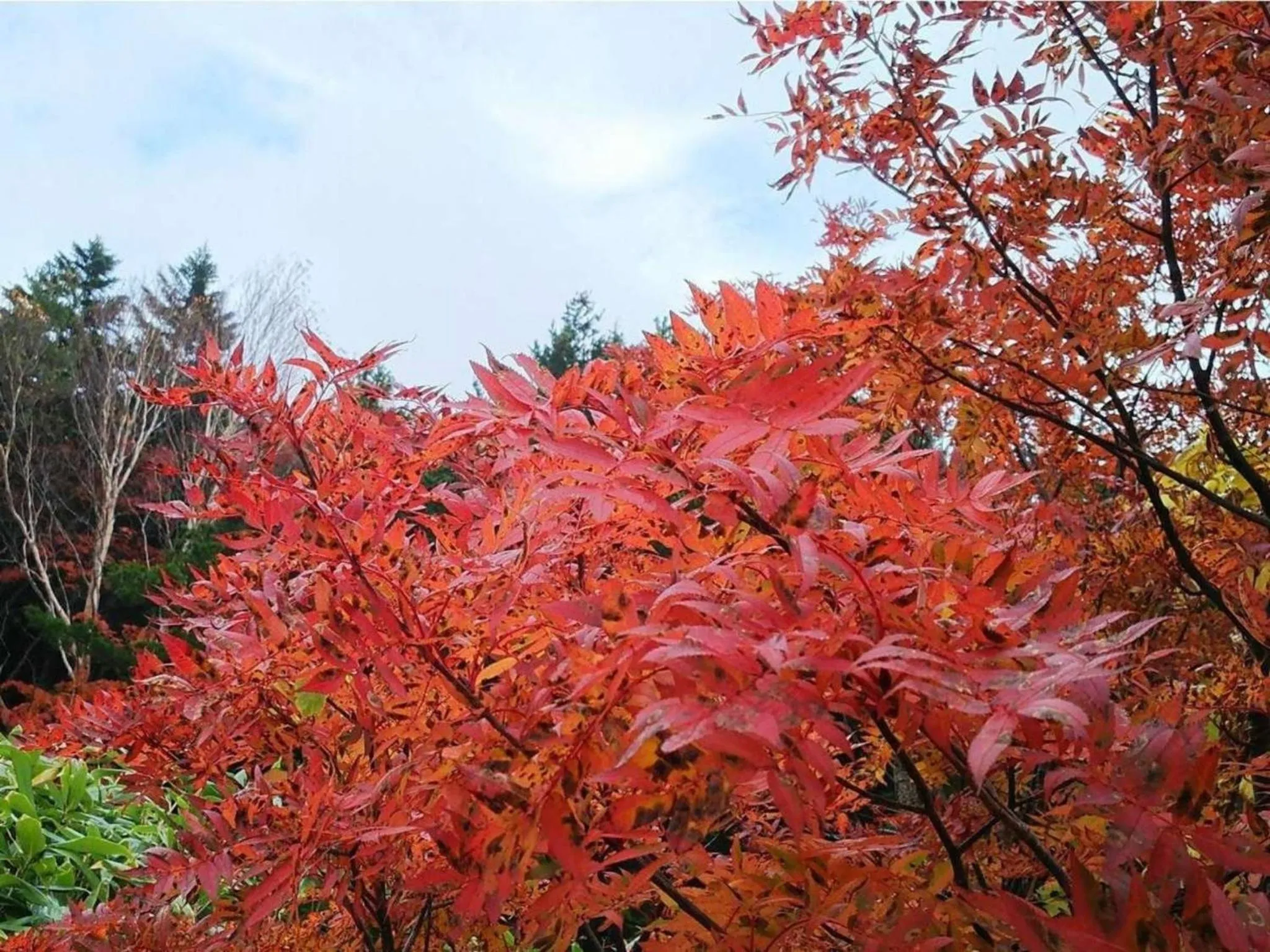 Natural landscape in Harumiya Ryokan