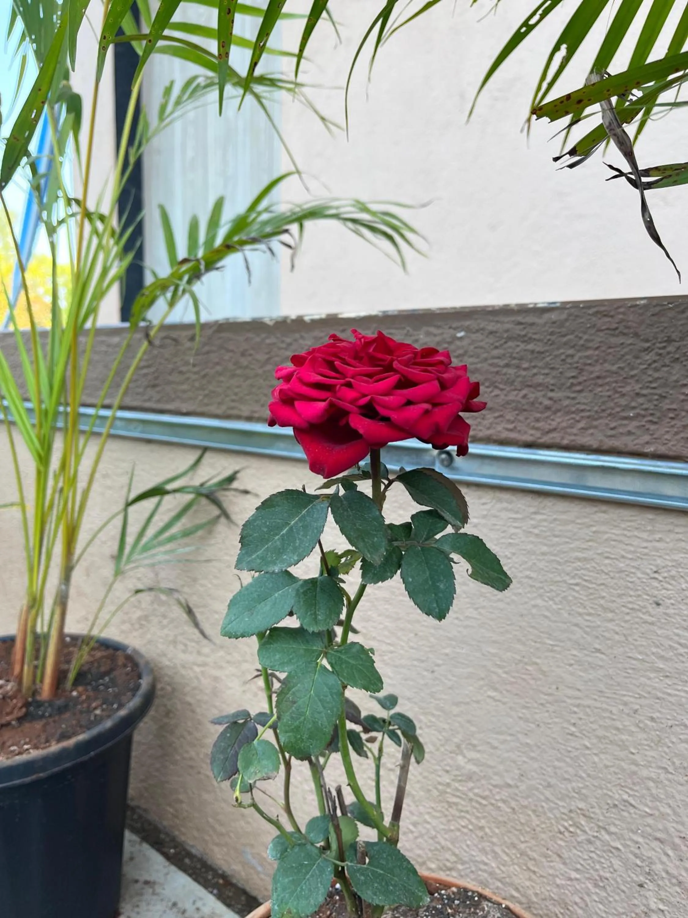 Garden view in Divine Resort- Bhilar
