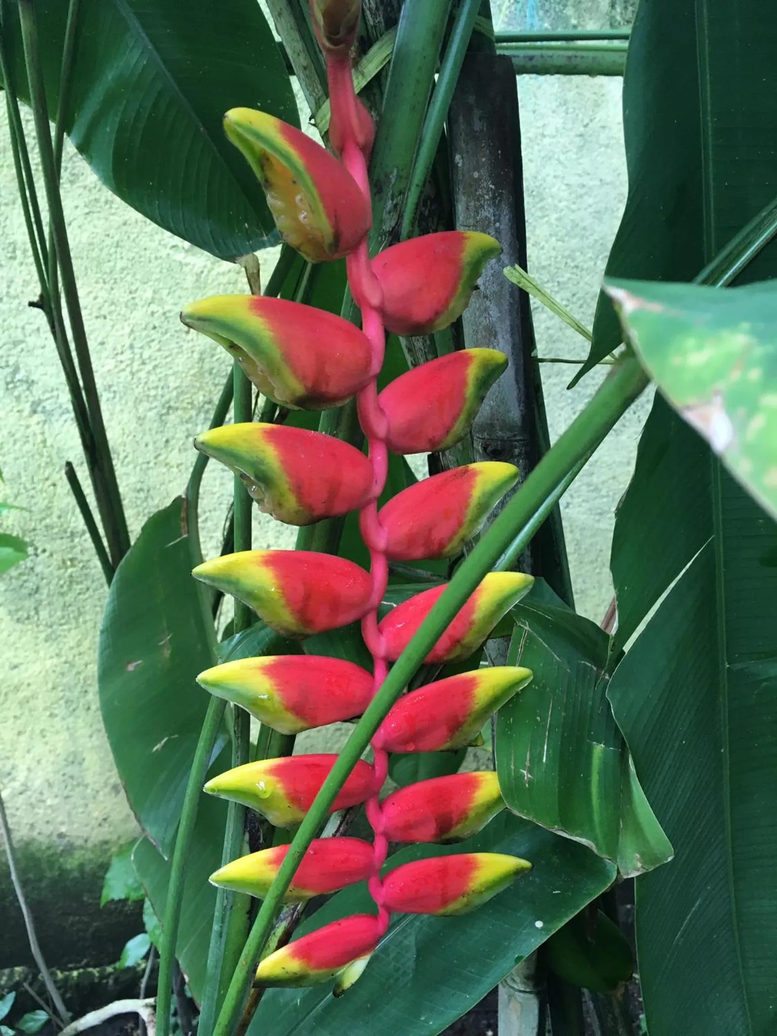Garden in Gili Nyepi