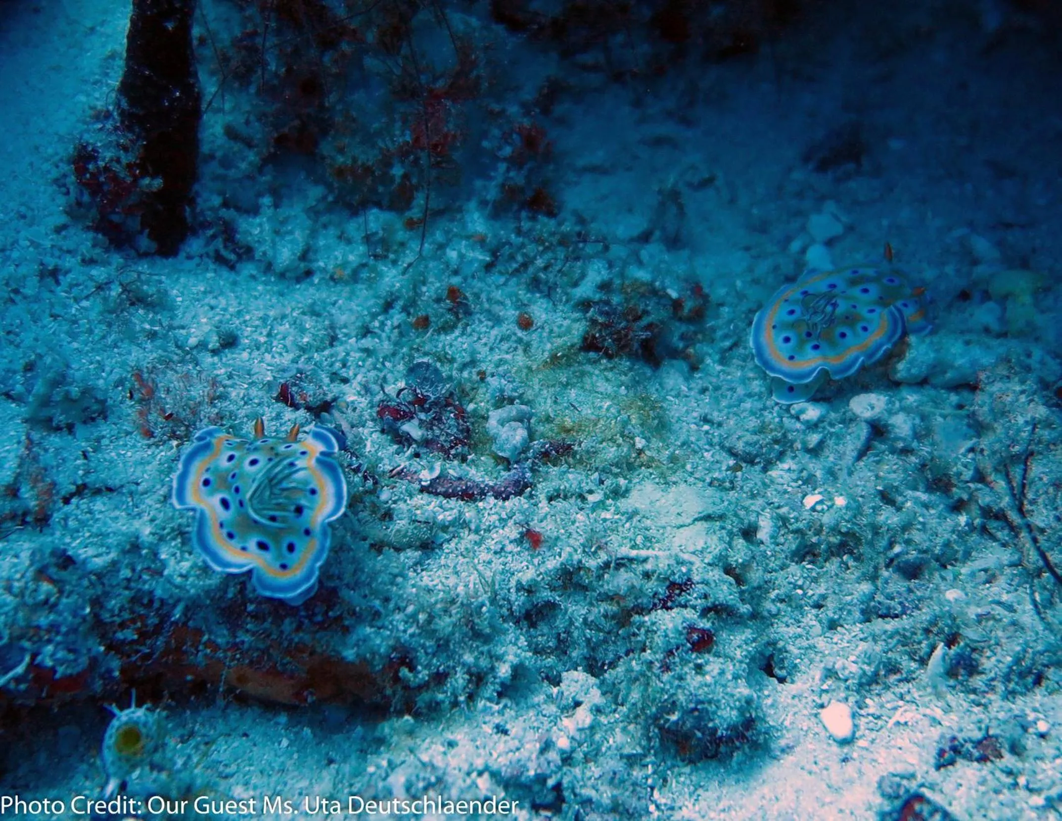 Snorkeling in Boutique Beach All Inclusive Diving Hotel