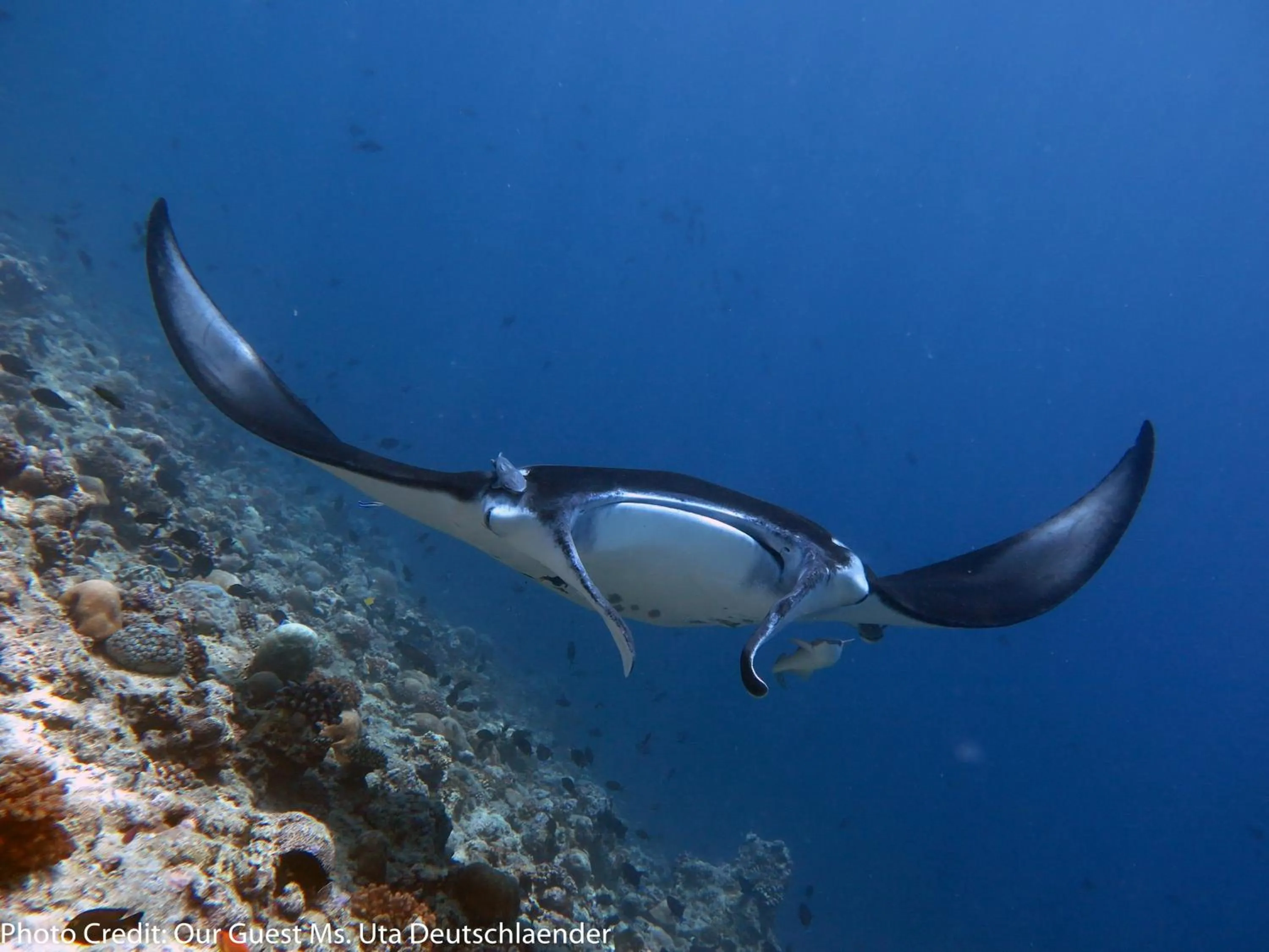 Snorkeling in Boutique Beach All Inclusive Diving Hotel