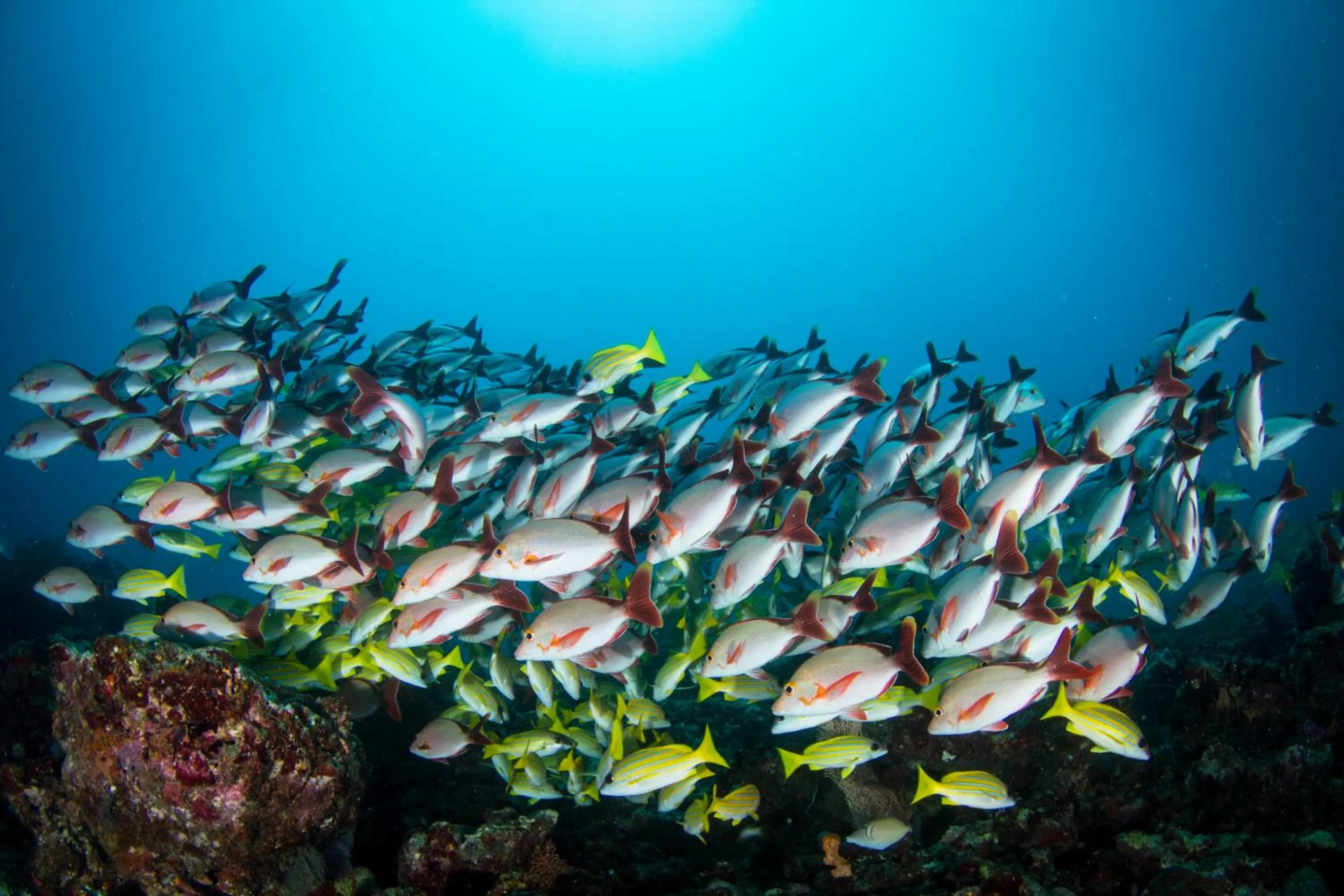 Diving in Boutique Beach All Inclusive Diving Hotel