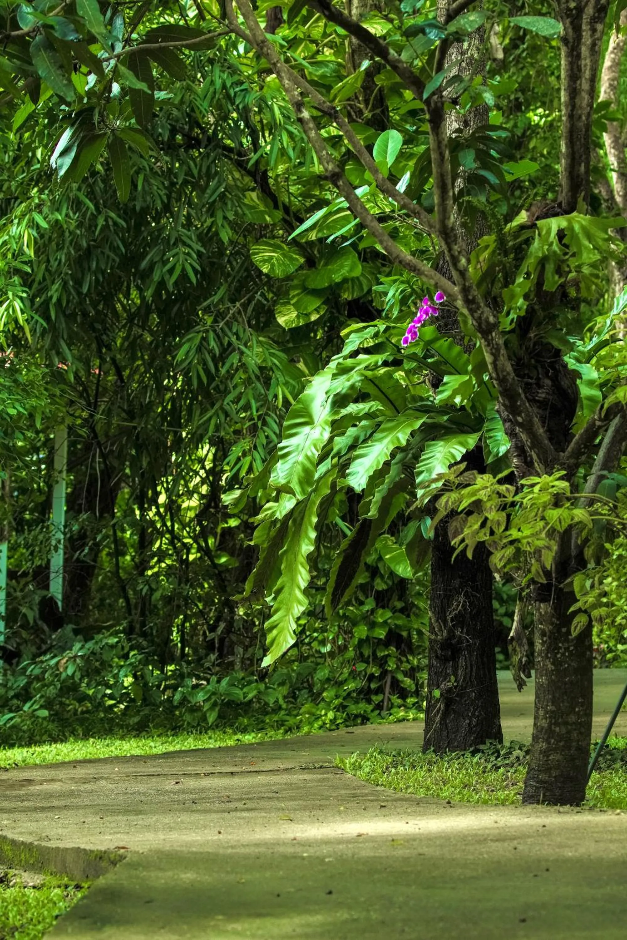 Garden in Monoceros Resort
