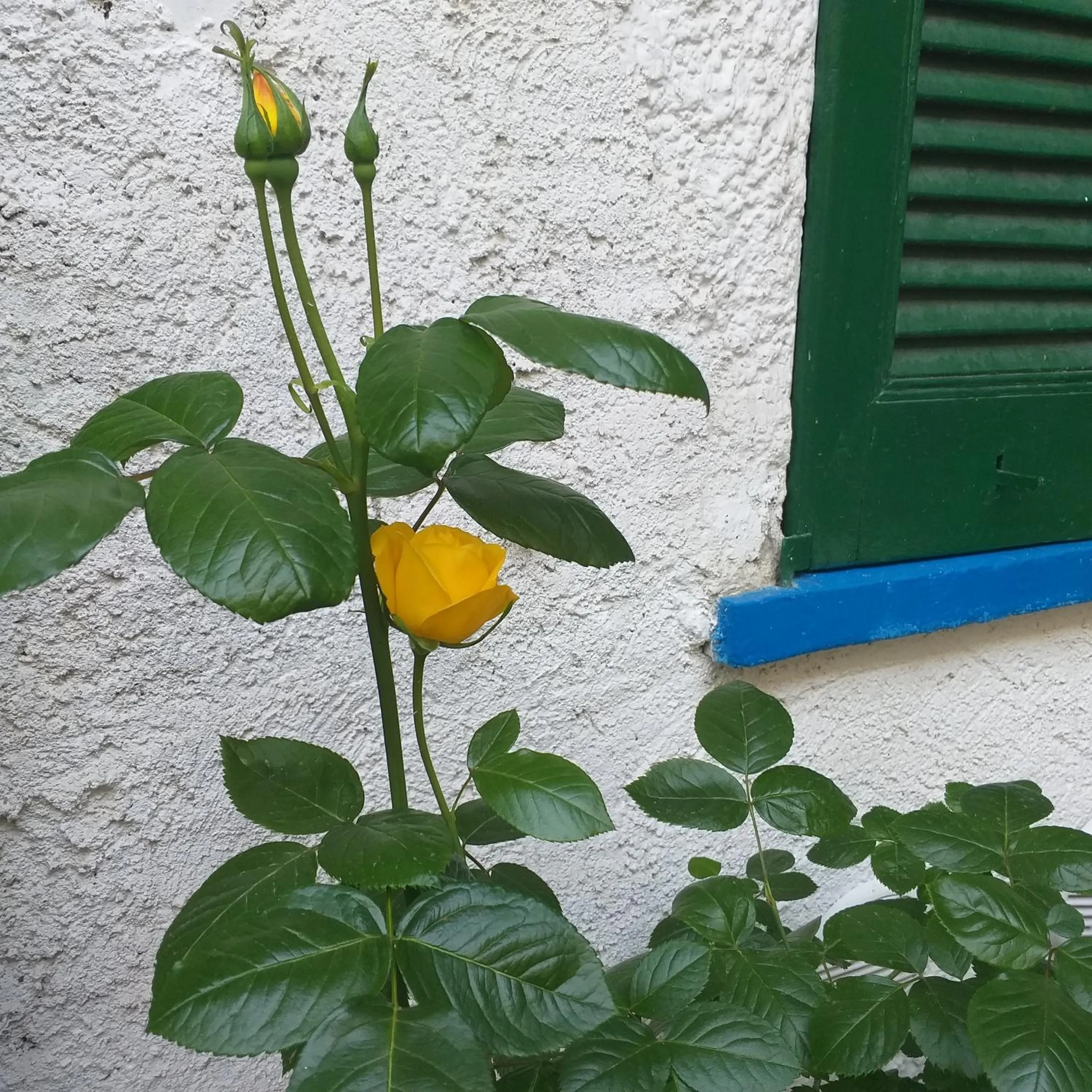 B&B Mirna - Piccolo Appartamento