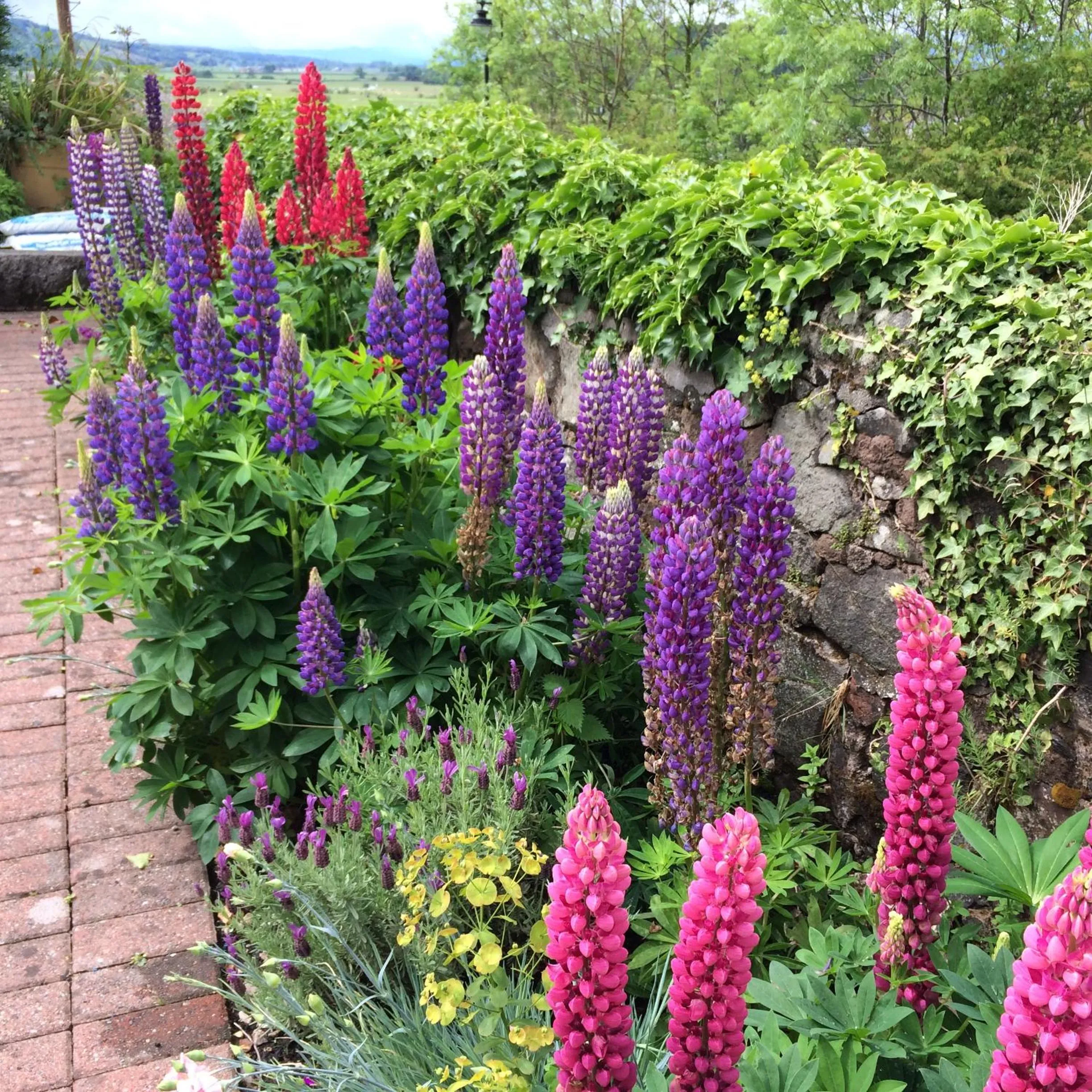Garden in Castlecroft Bed and Breakfast