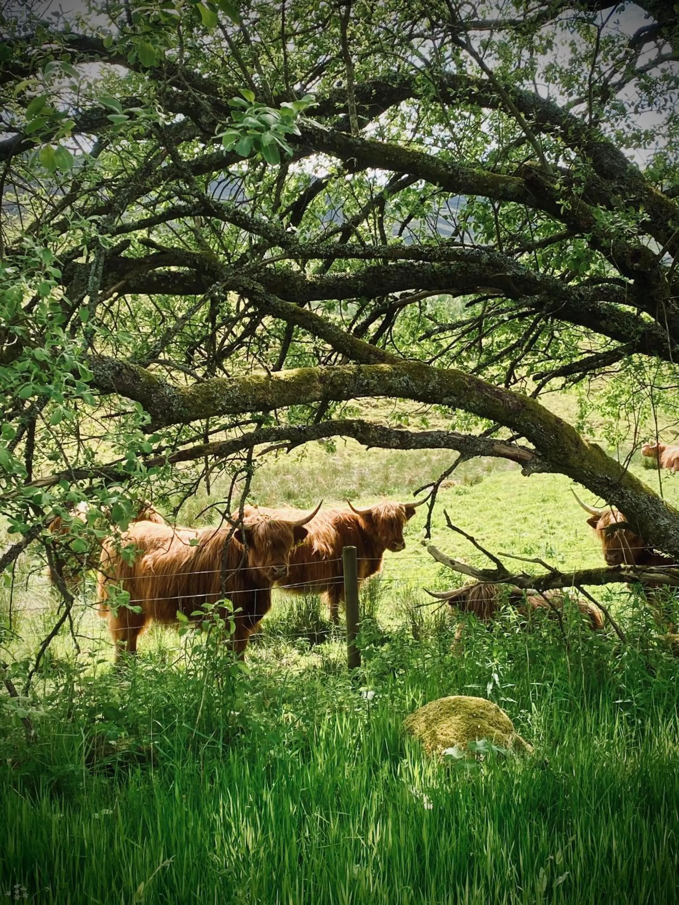 Animals in Suie Hunting Lodge