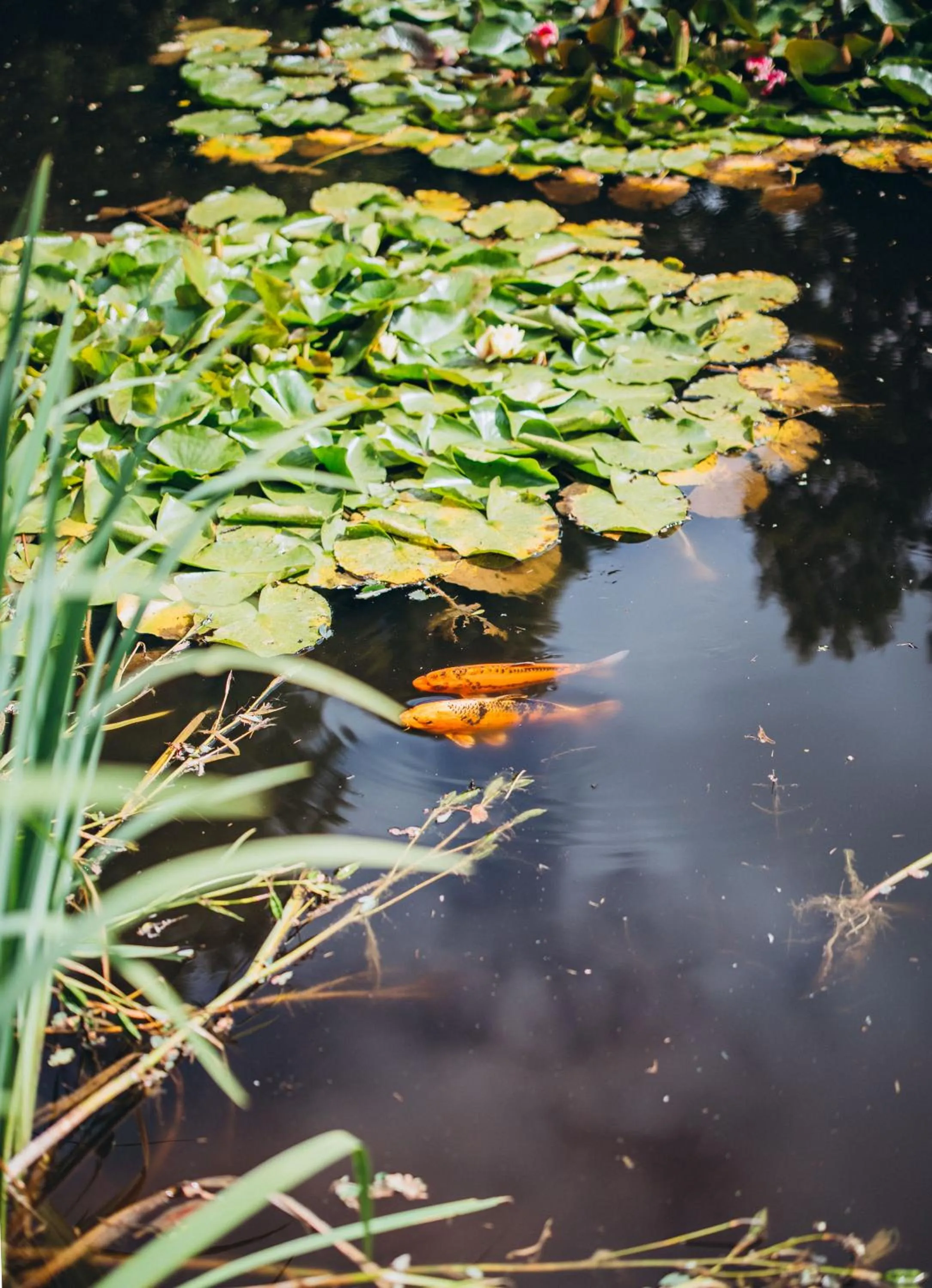 Château de KERVOAZEC - Chambres d'hôtes