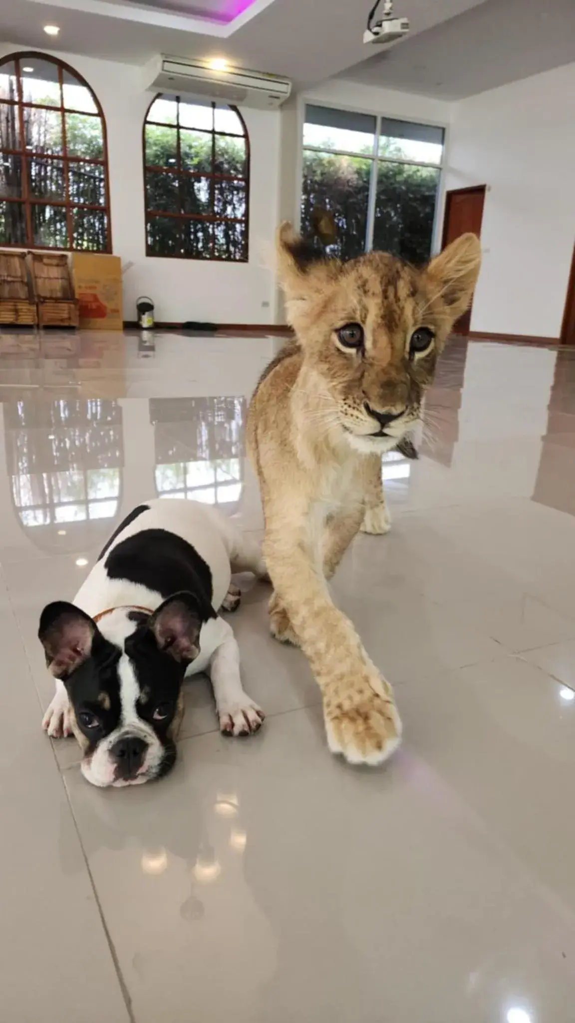 lion resort & cafe lion resort & cafe