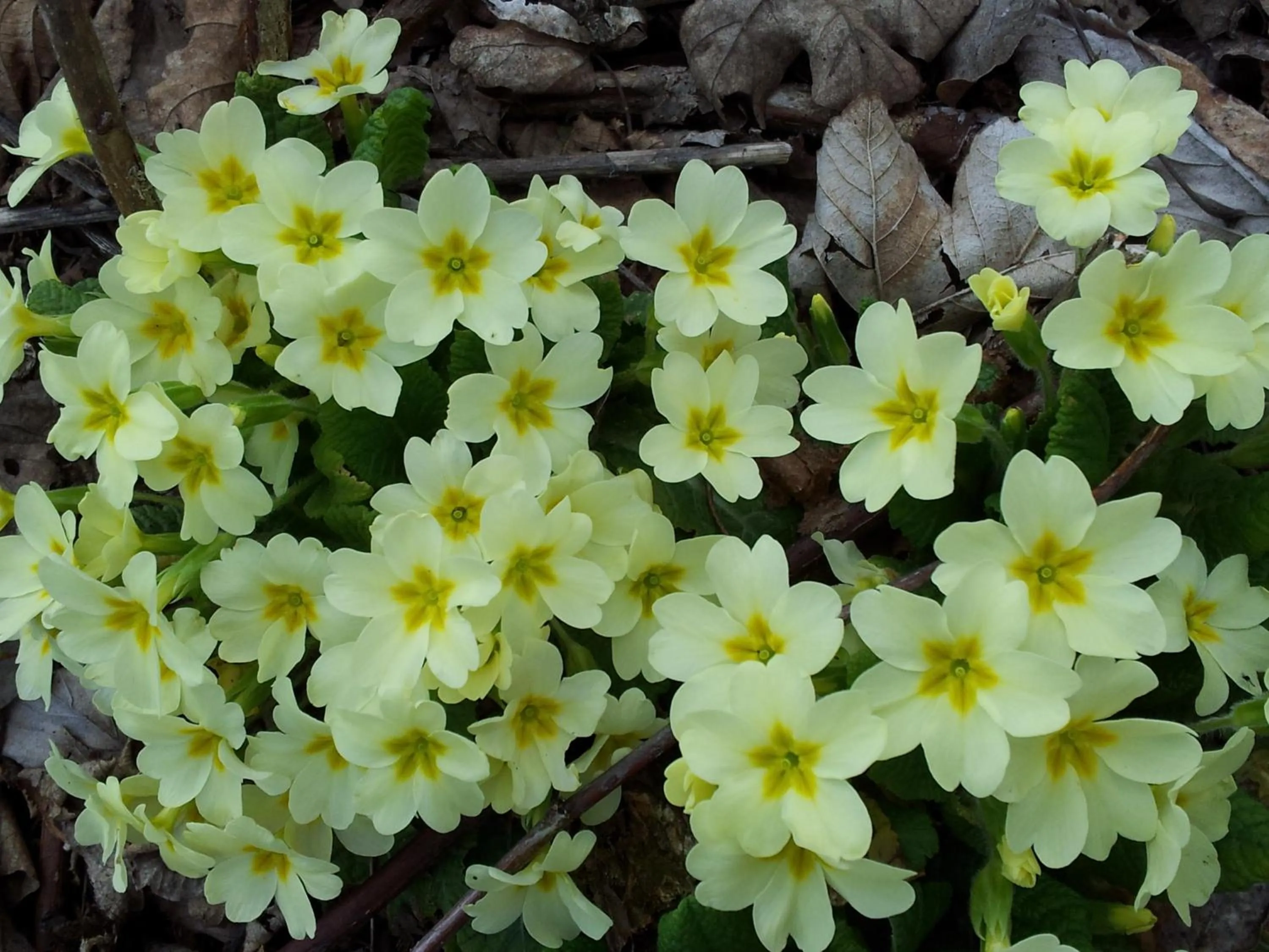 Natural landscape in Palazzo di Primavera Guest House
