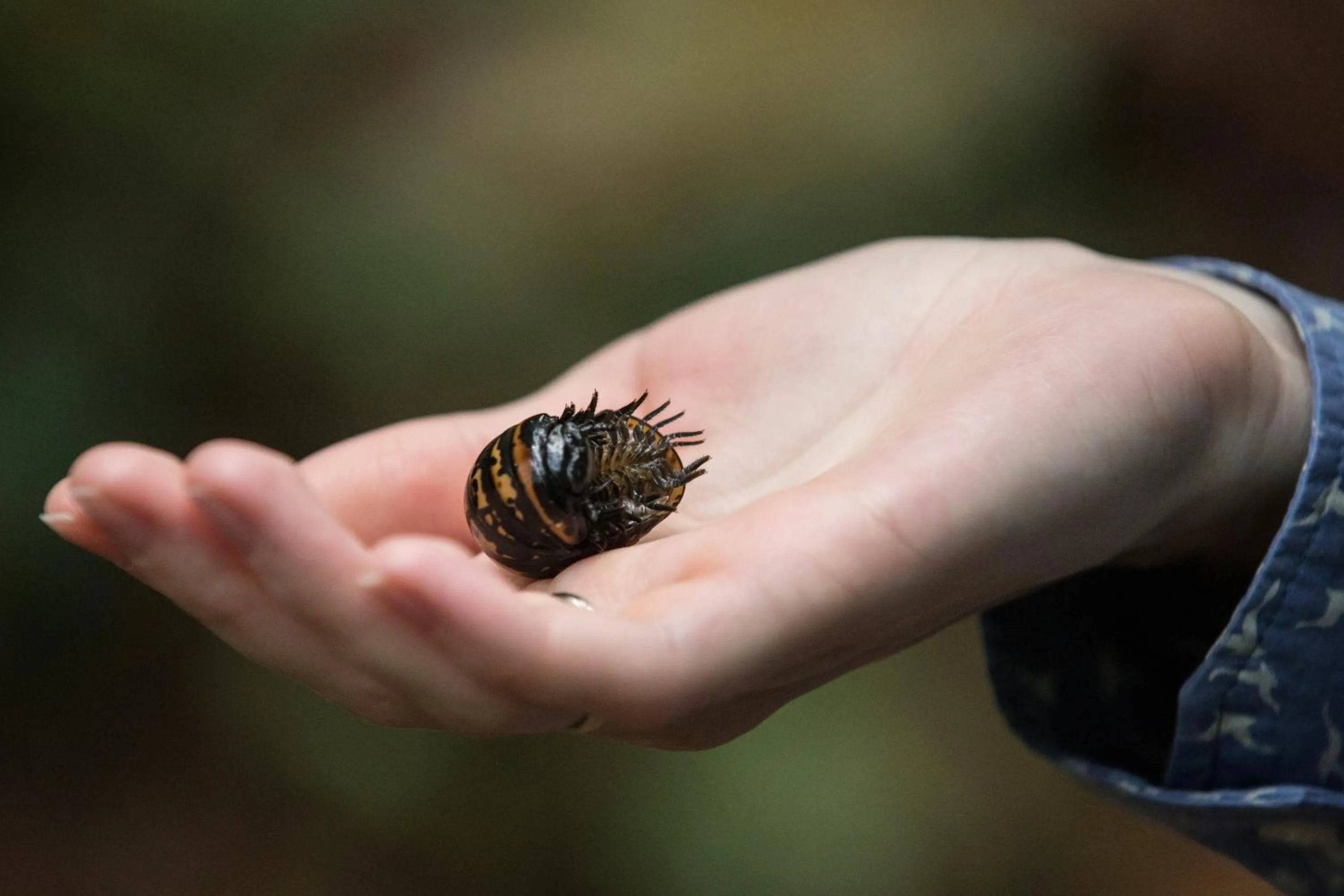 Animals in Sinharaja Hostel