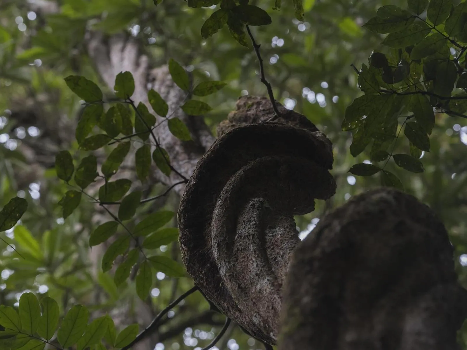 Property building in Sinharaja Hostel