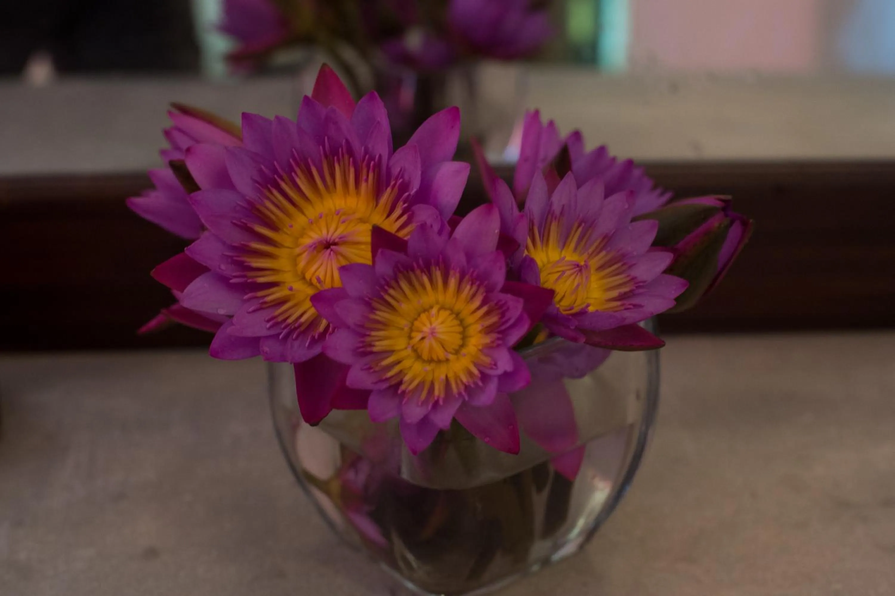 Decorative detail in Sinharaja Hostel