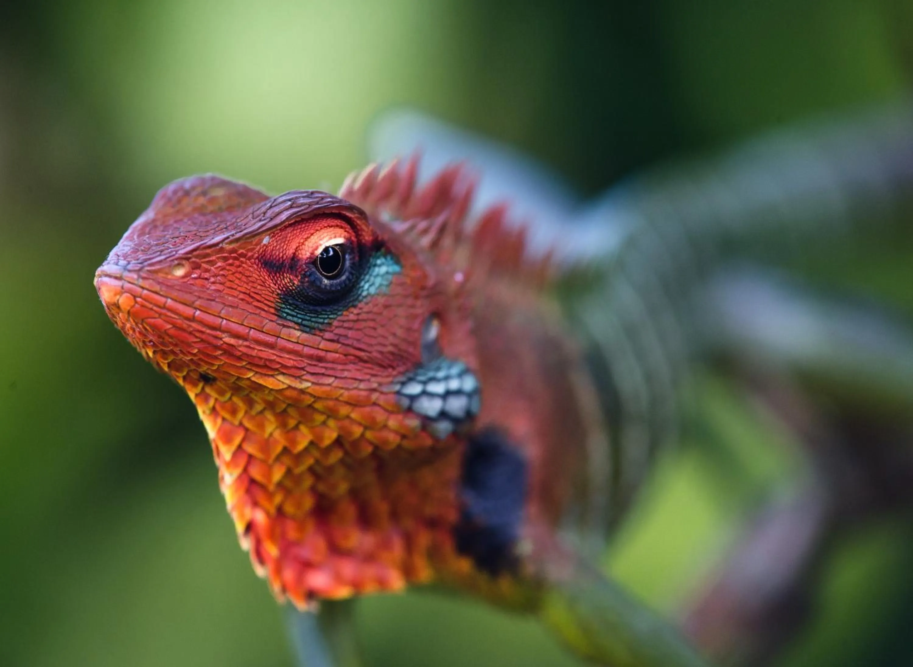 Animals in Sinharaja Hostel