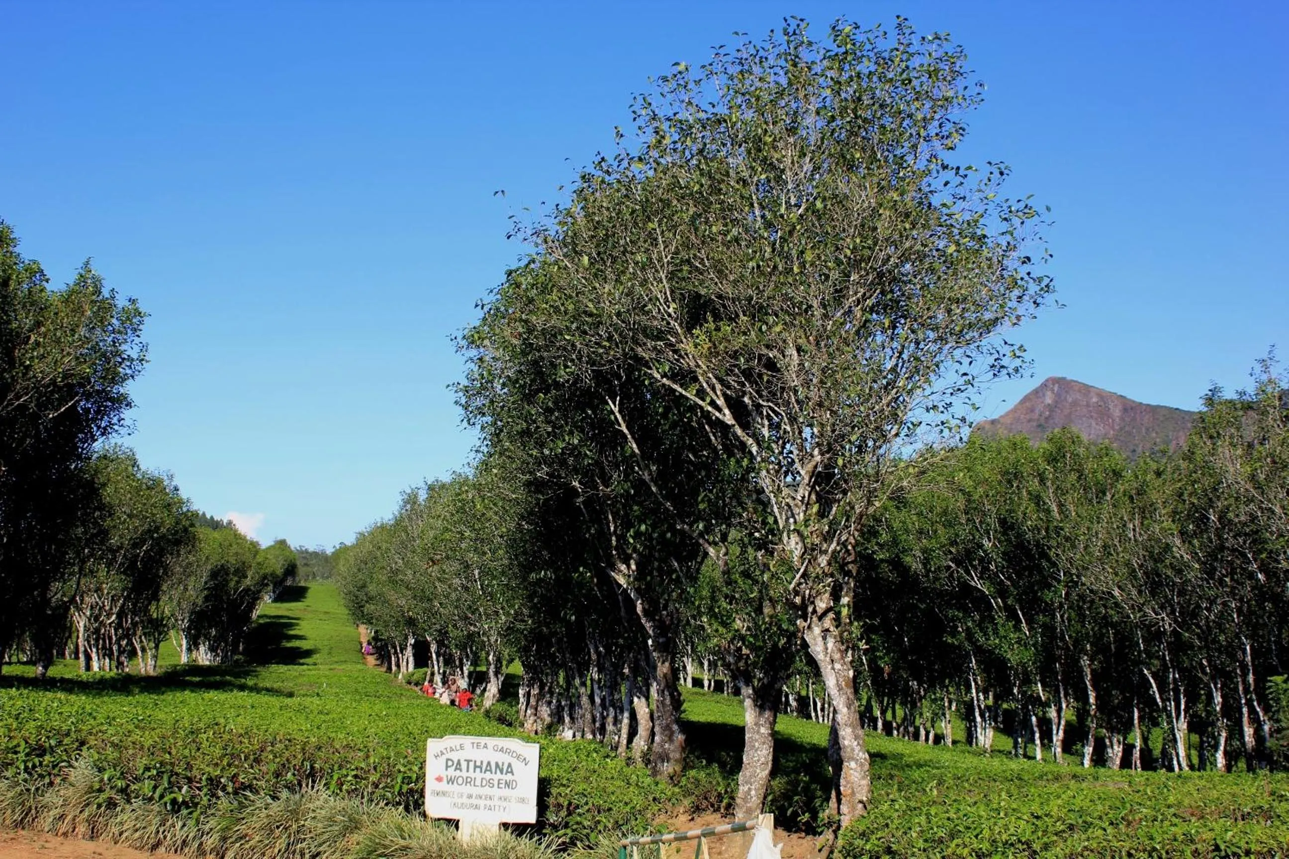 Nearby landmark in Hatale Mini World's End Bungalow