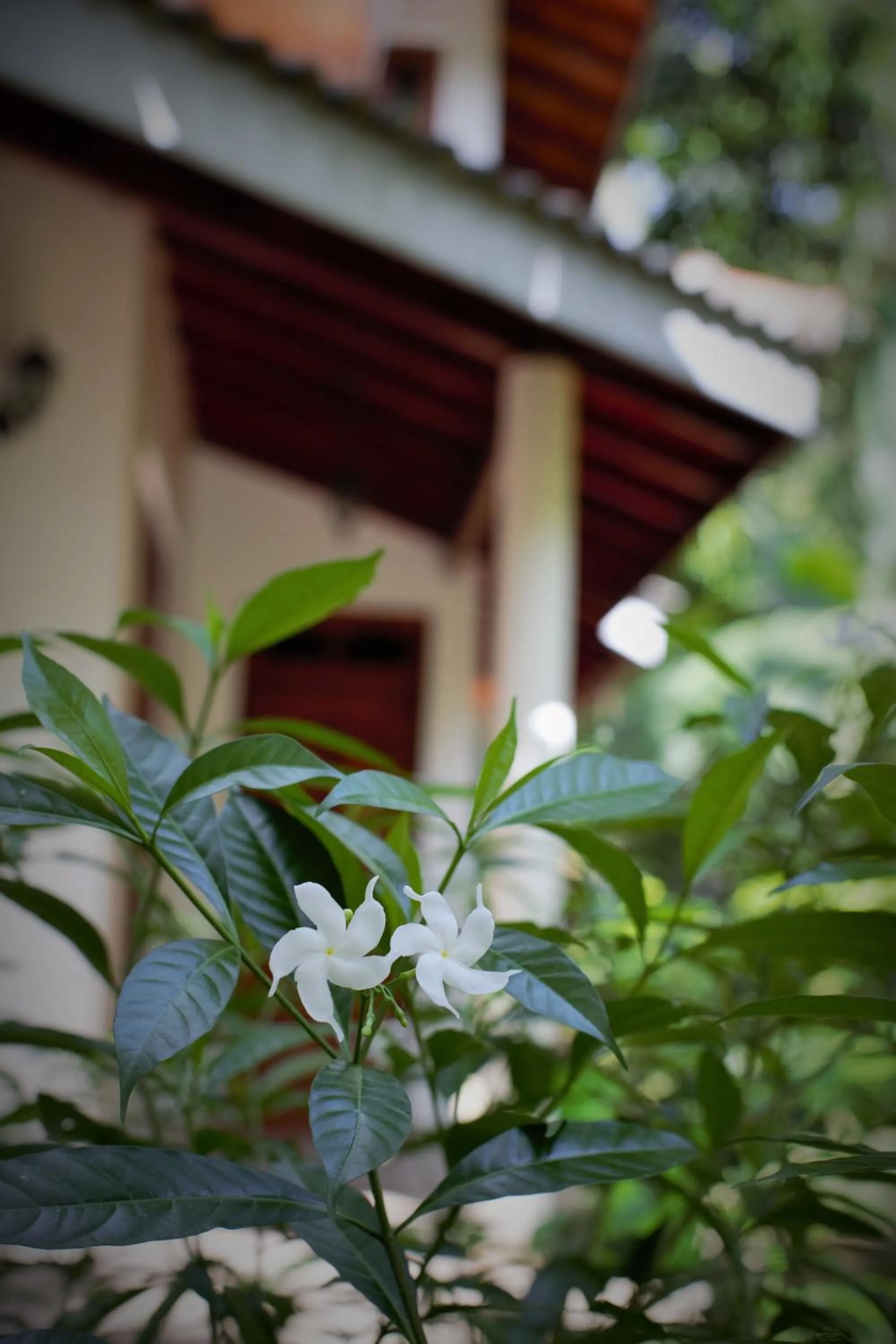 Natural landscape in Binara Home Stay