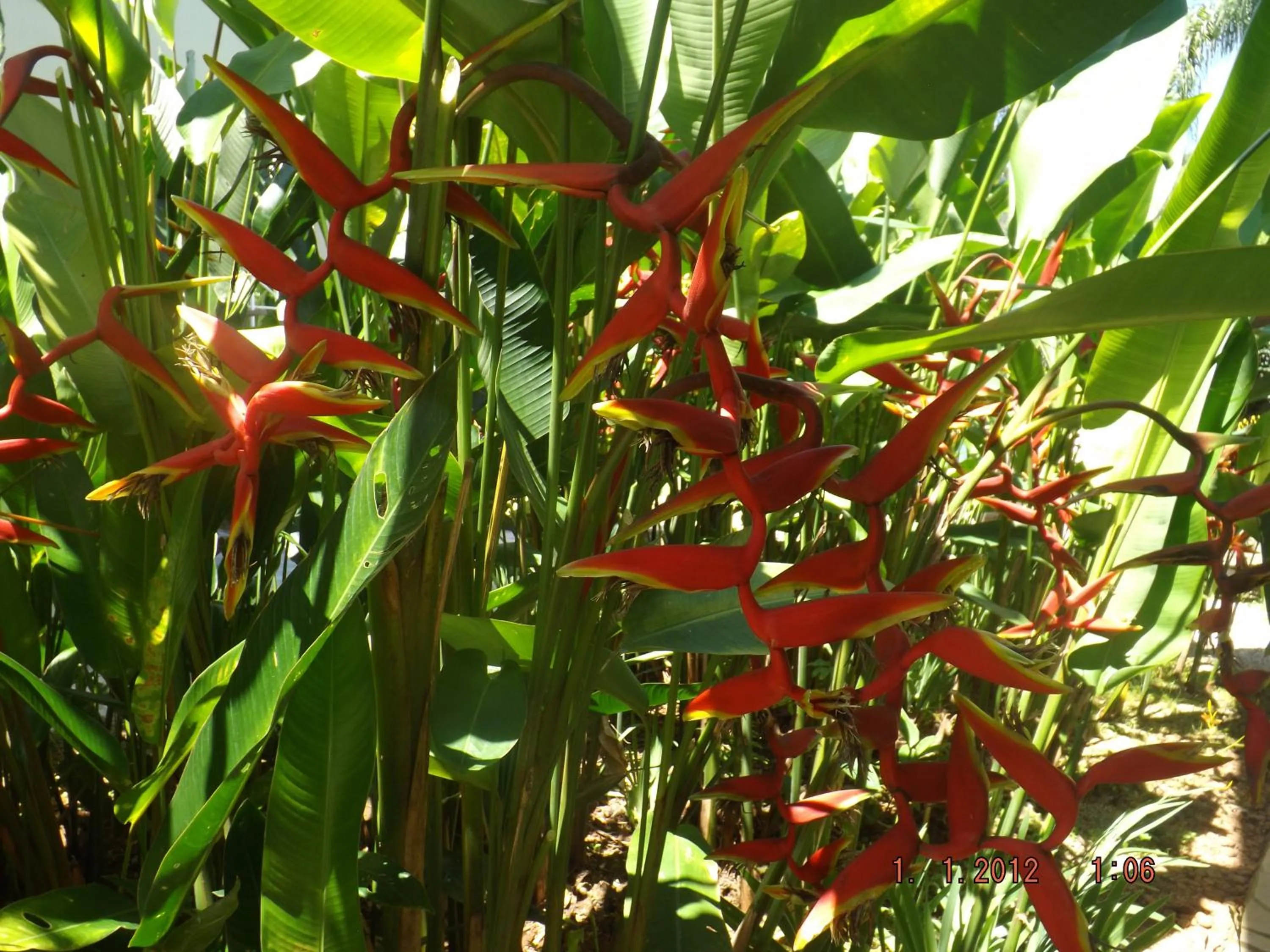 Garden view in Mares de Camburizinho