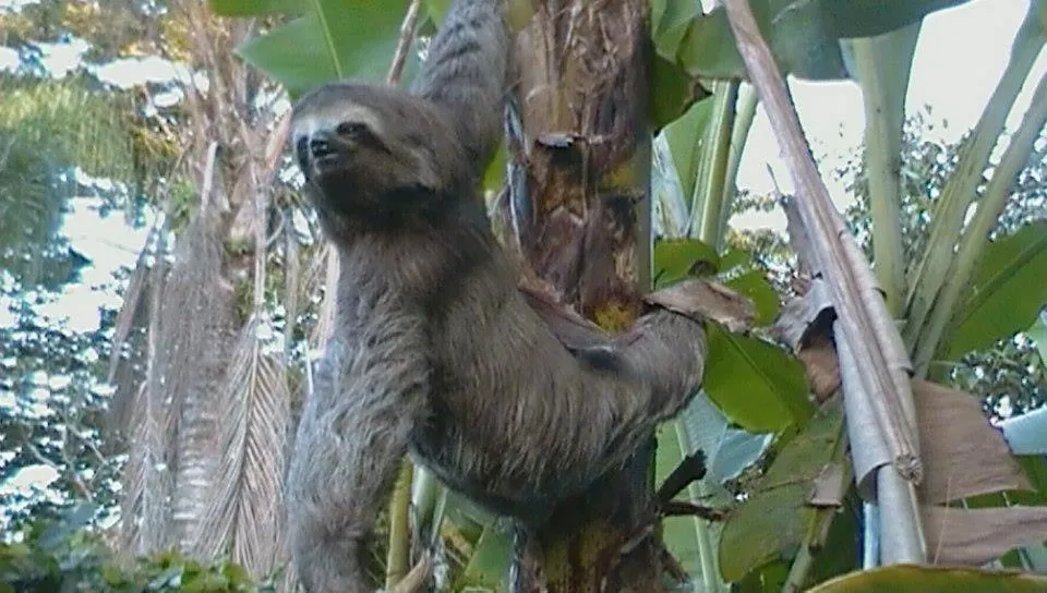 Mares de Camburizinho