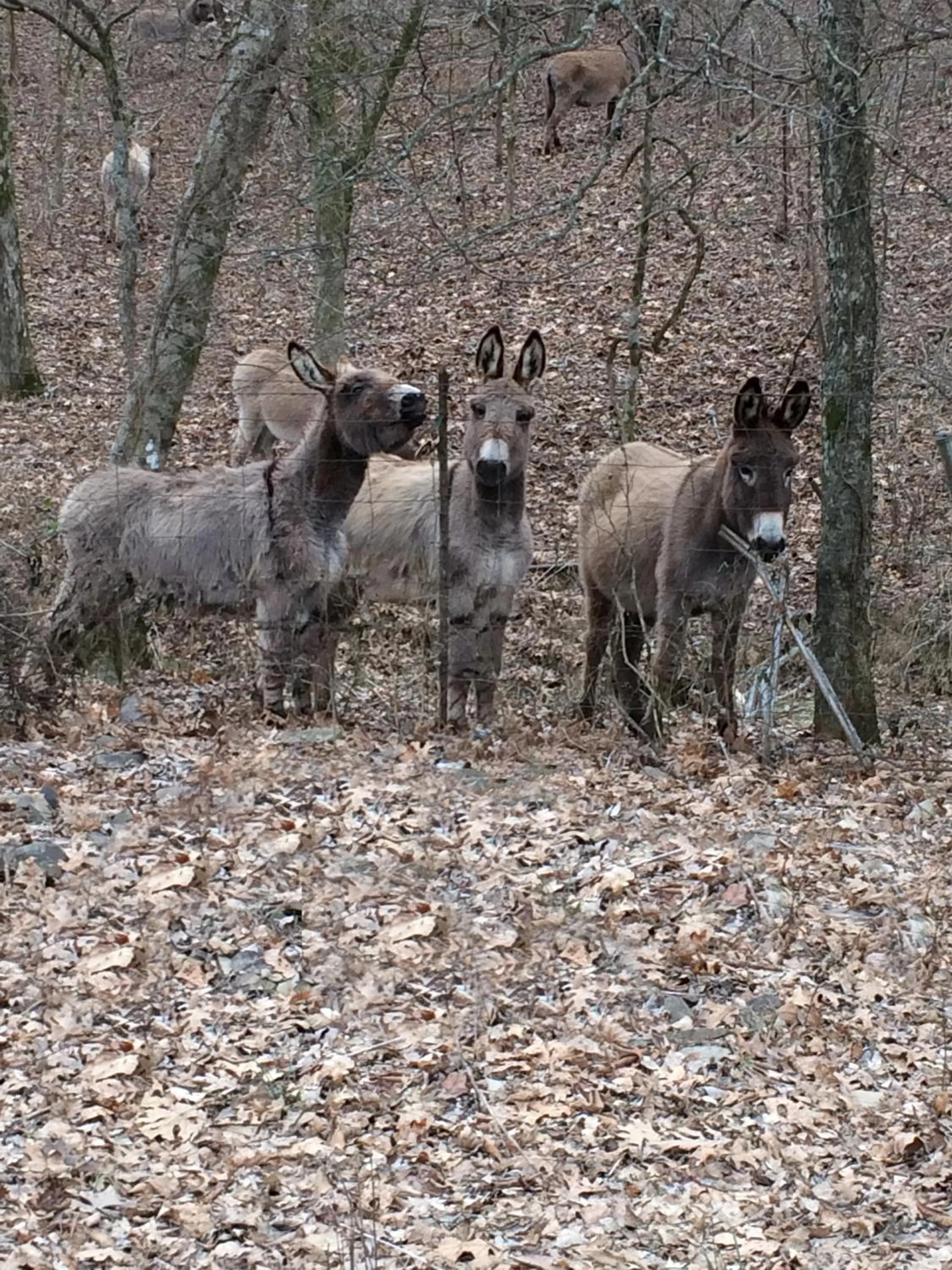 Animals in Brenda Lee History 2BR Villa Pool Hot Tub