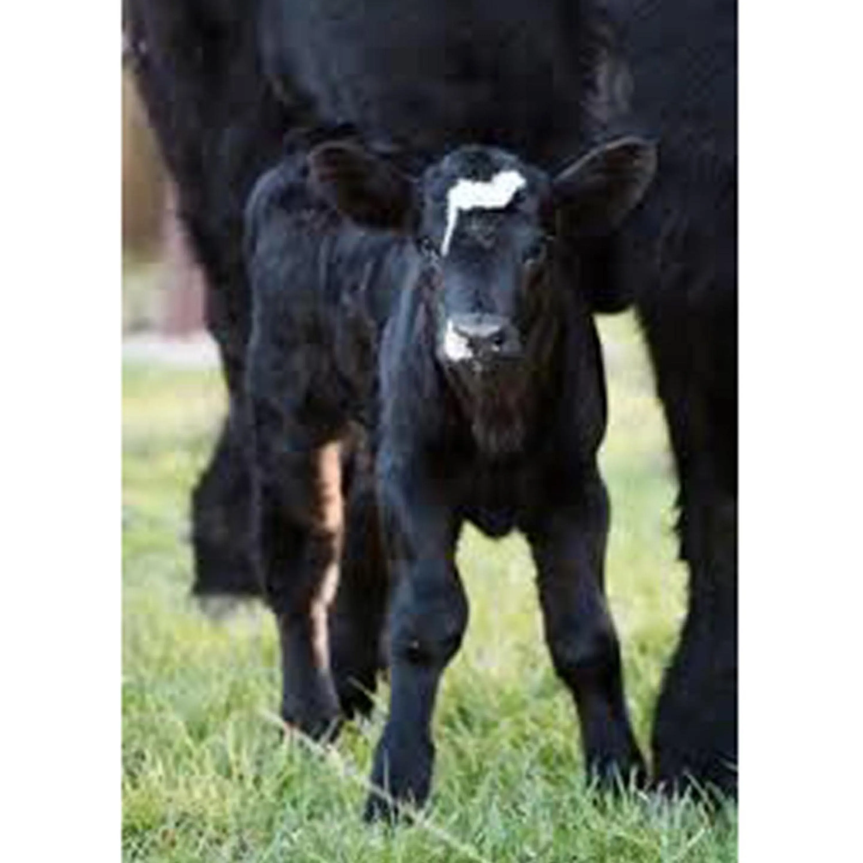 Animals in Brenda Lee History 2BR Villa Pool Hot Tub