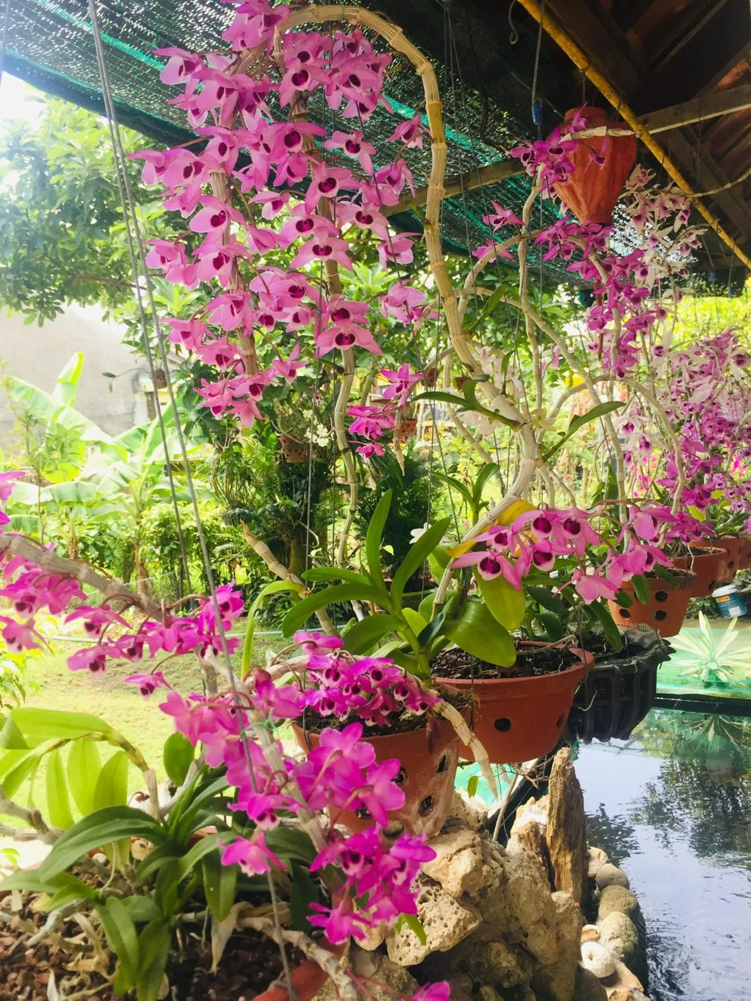 Spring in Do River Homestay