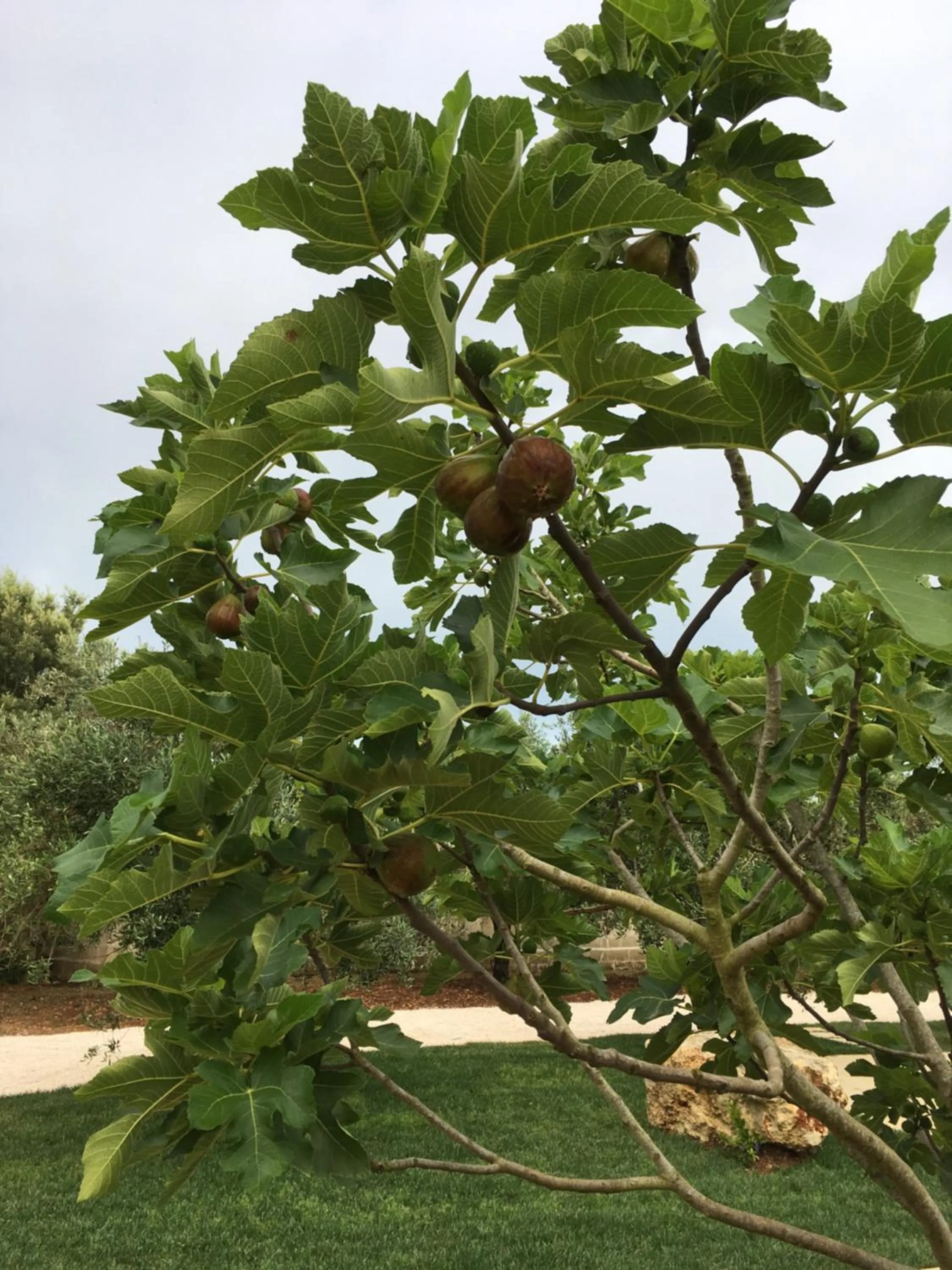 Garden view in Corte dei Salentini