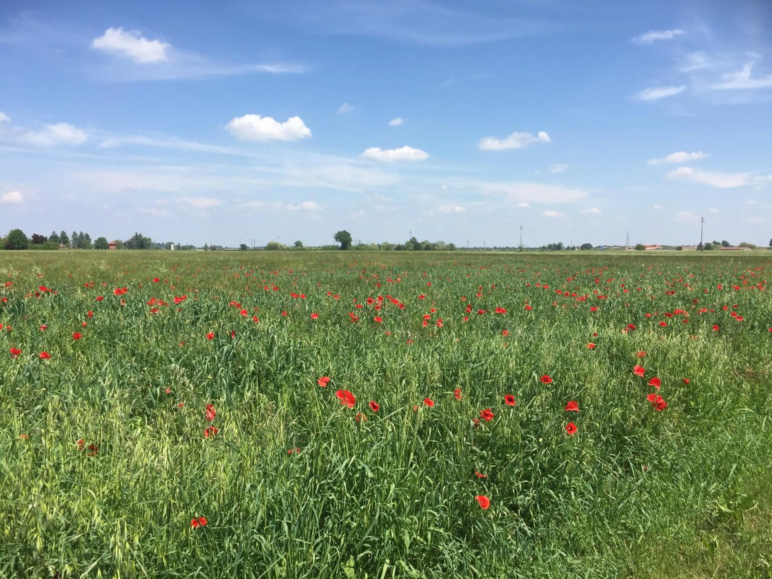 Spring in B&B San Giorgio