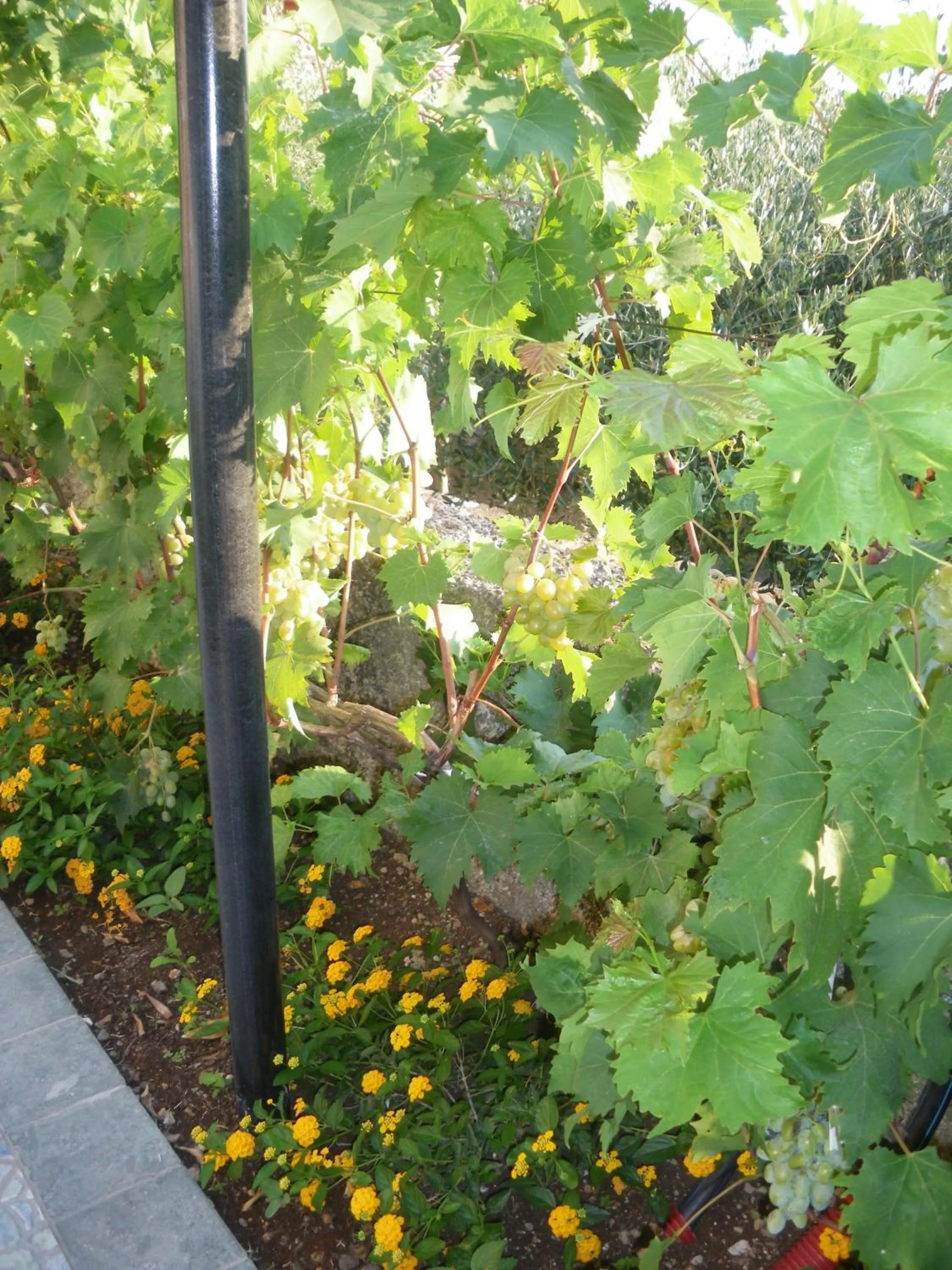 Garden in B&B Blanda