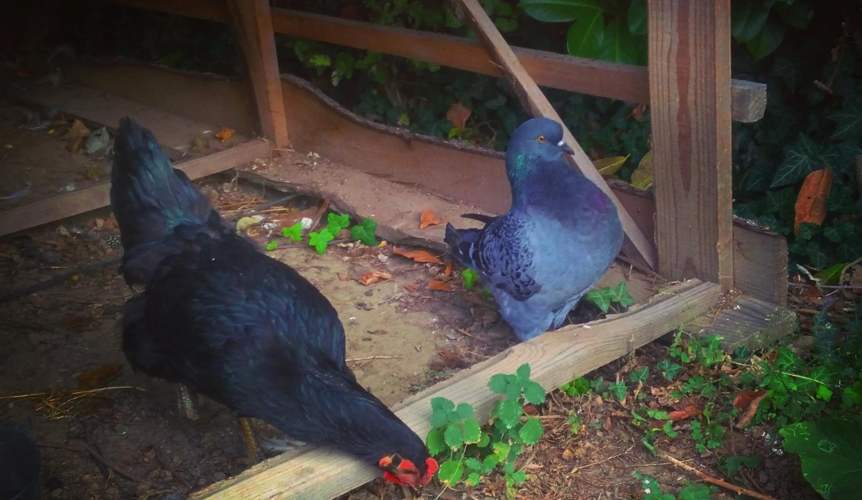 Animals in Cascina CORTEPRIMAVERA, B&B del Baliot