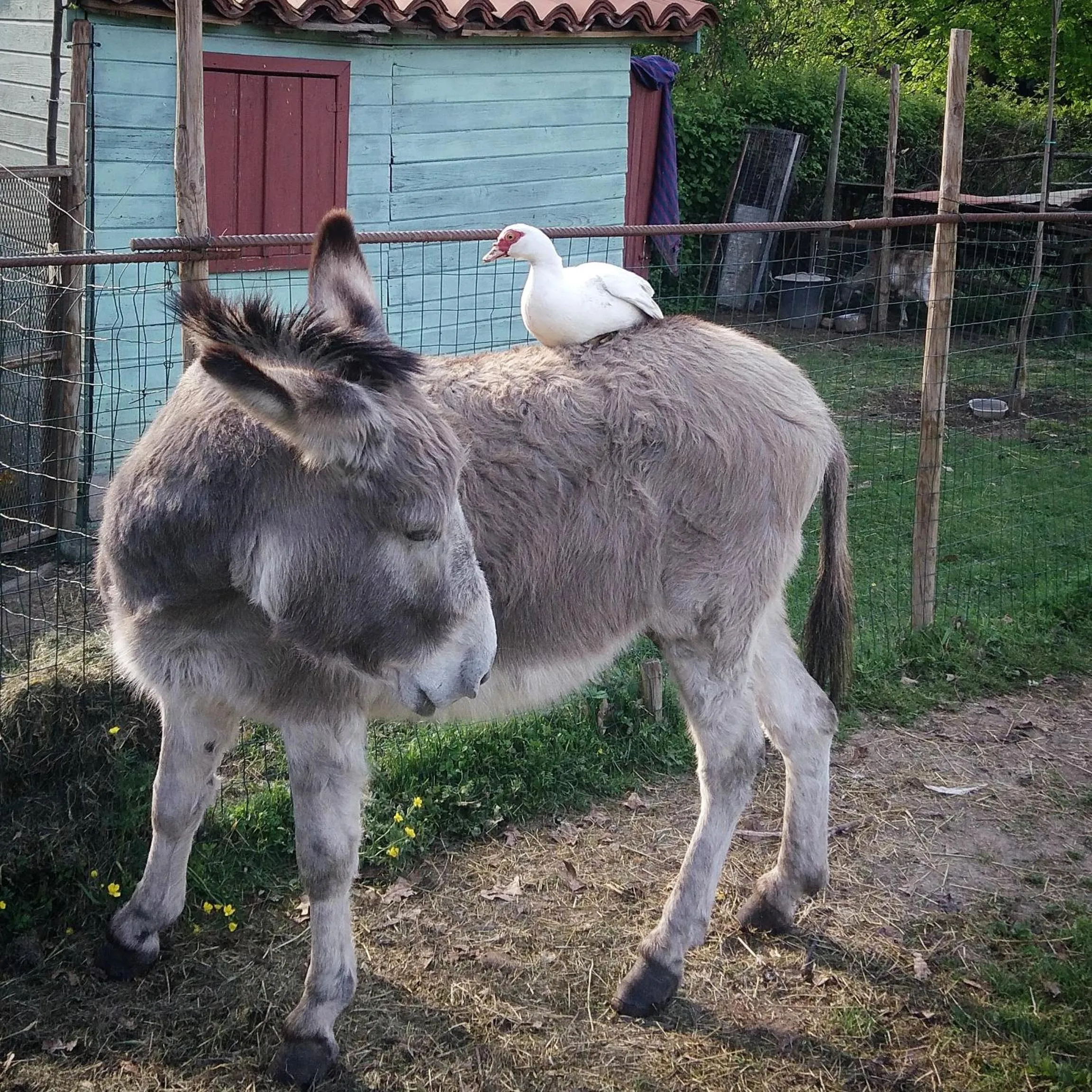 Animals in Cascina CORTEPRIMAVERA, B&B del Baliot